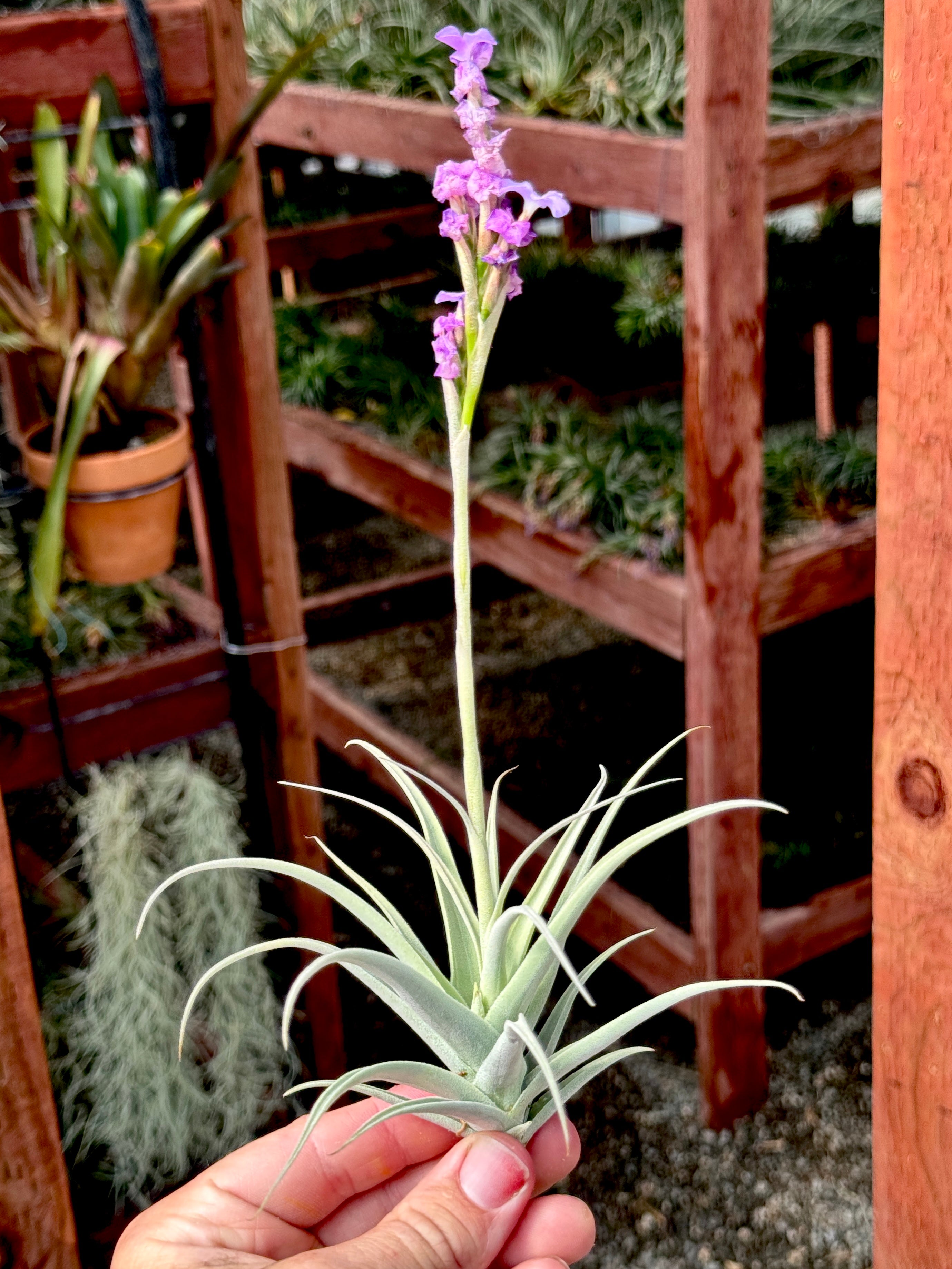 カーオーディオ flower Streptocarpa Mini X – Air Plant Hub