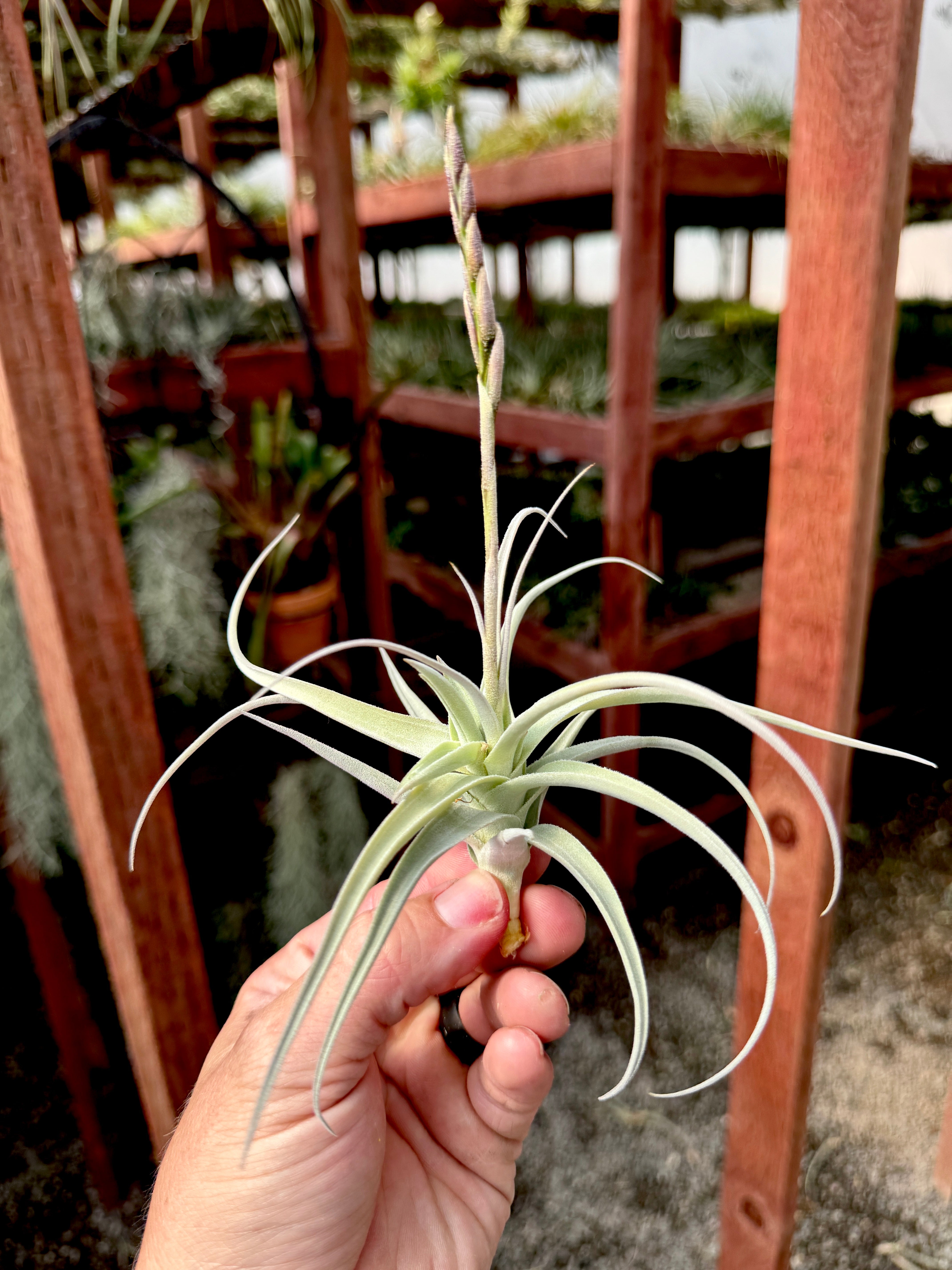 Streptocarpa Mini X