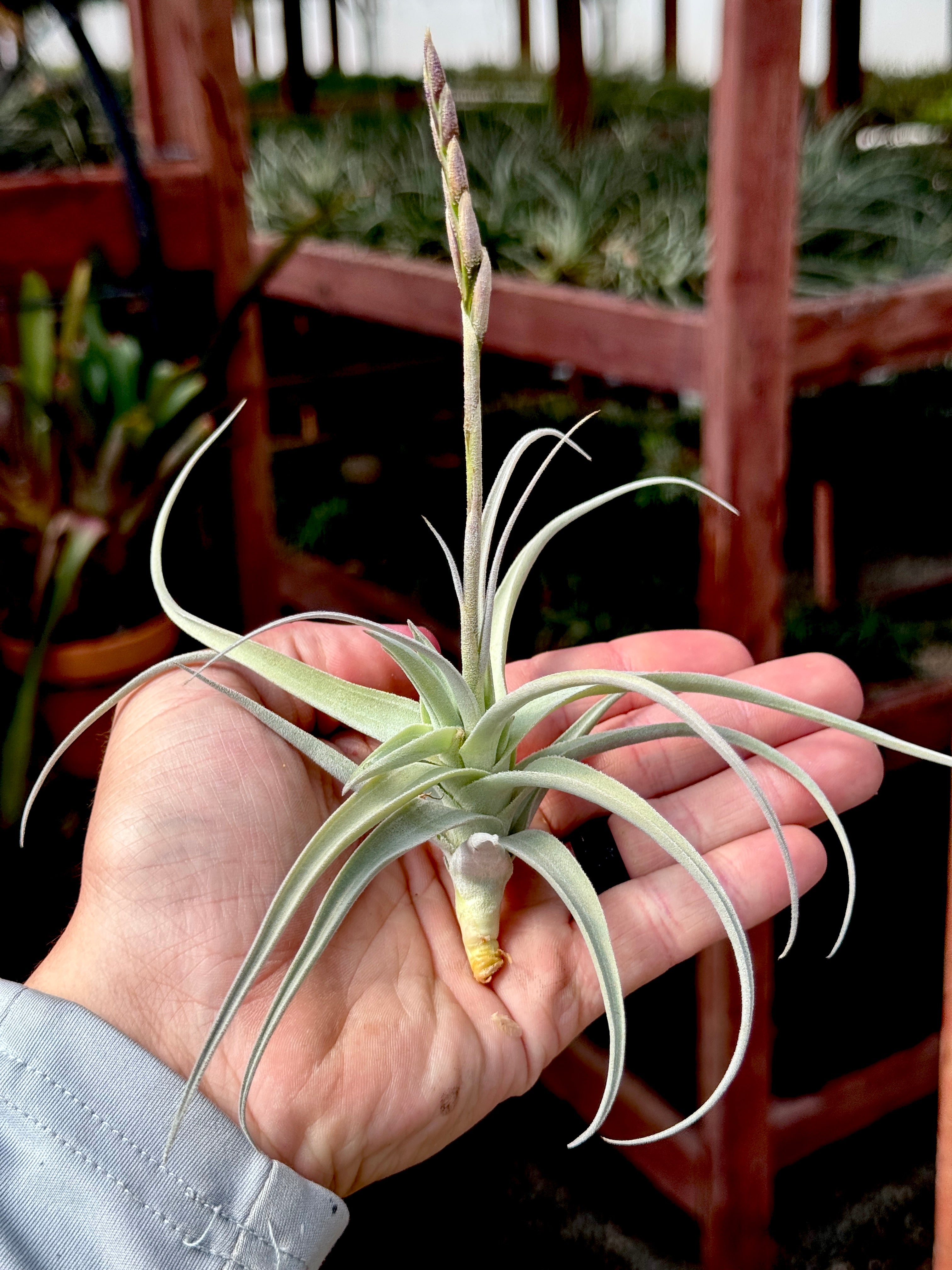カーオーディオ flower Streptocarpa Mini X – Air Plant Hub