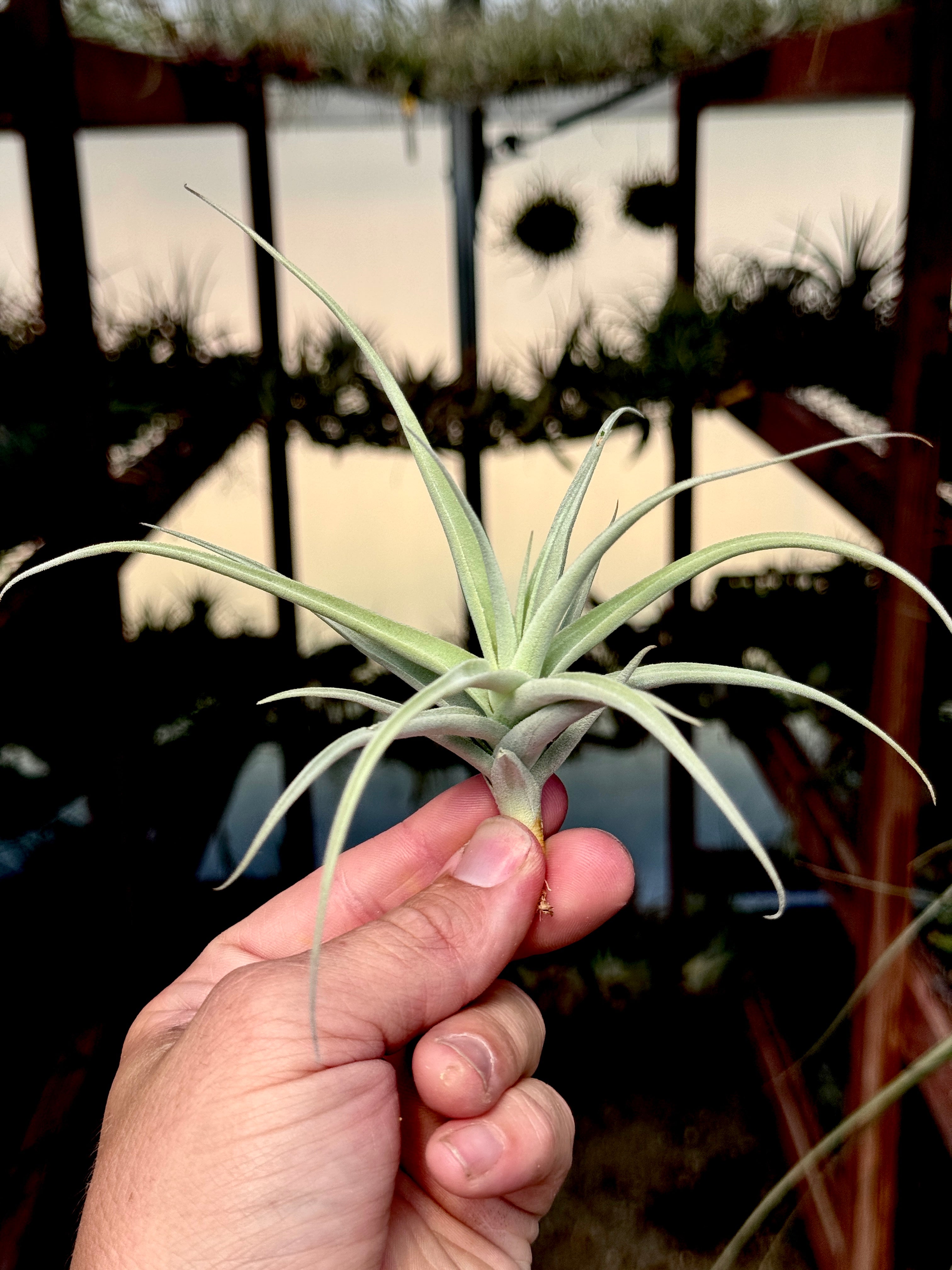 Streptocarpa Mini X