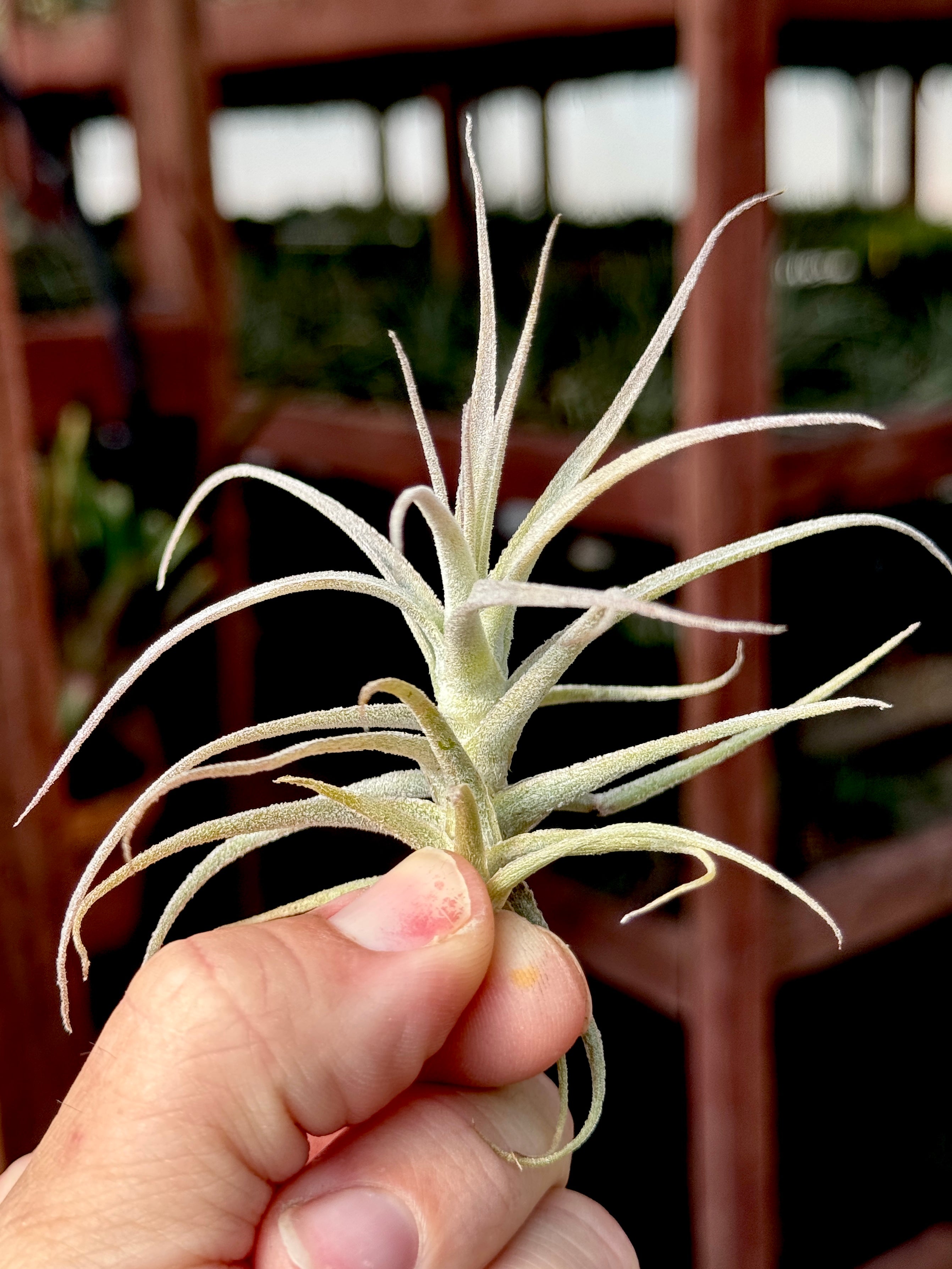 Purpurea x Straminea