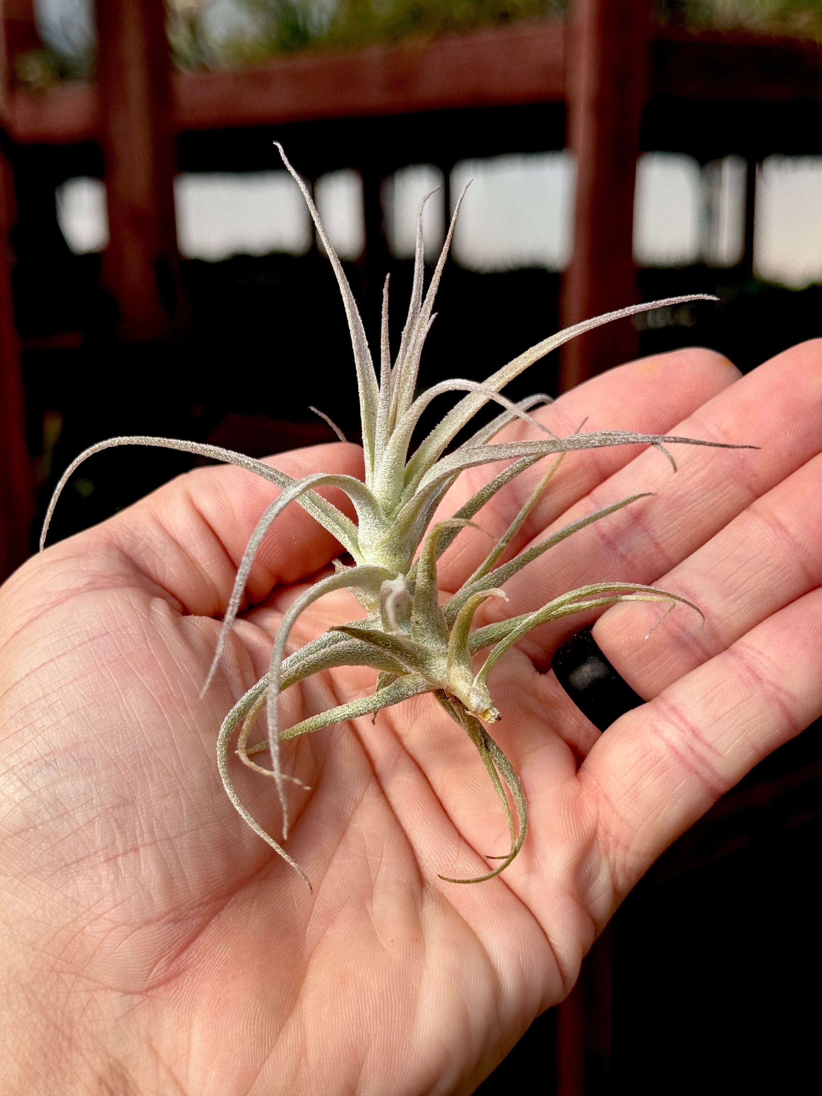Purpurea x Straminea