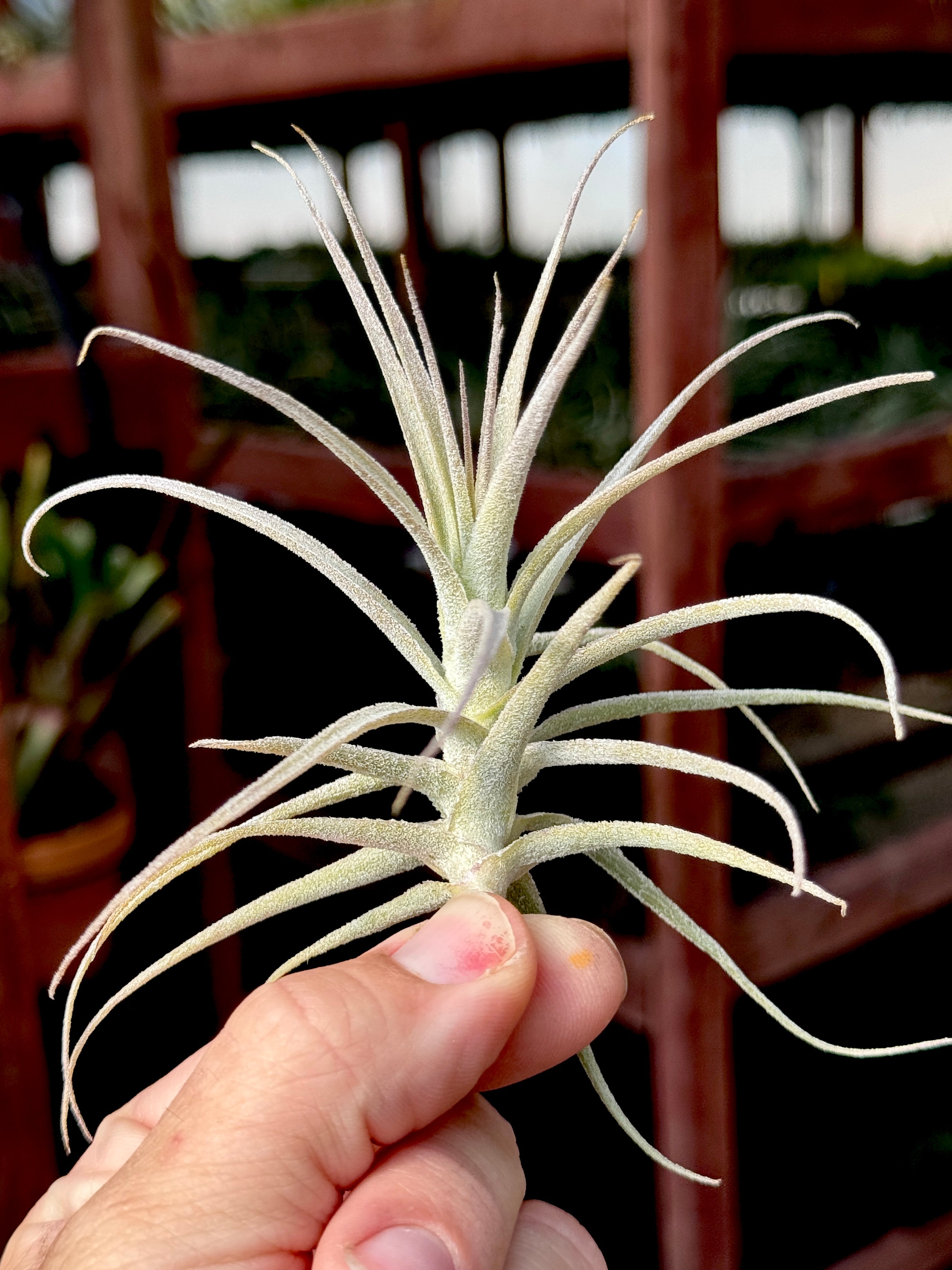 Purpurea x Straminea