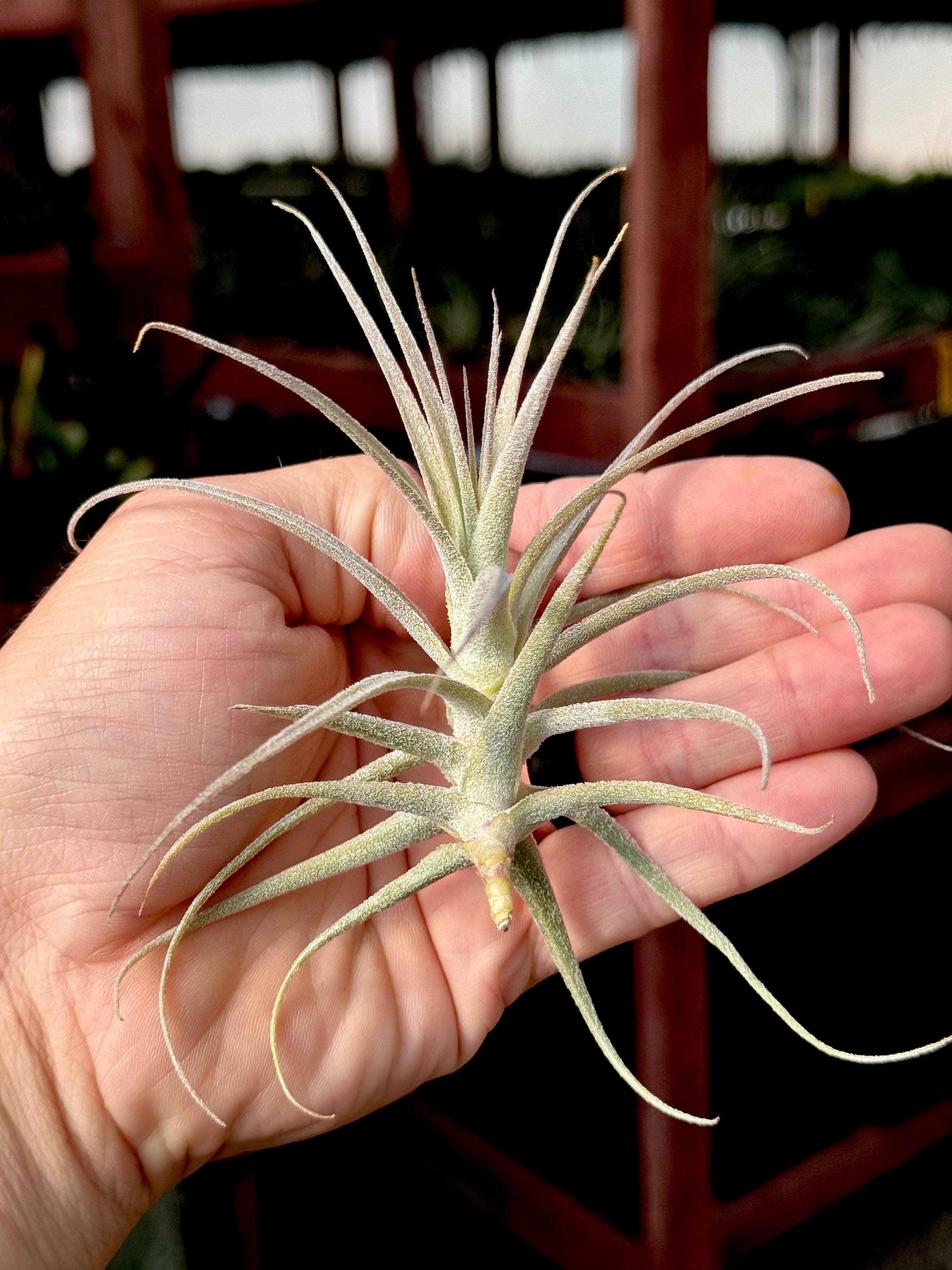 Purpurea x Straminea