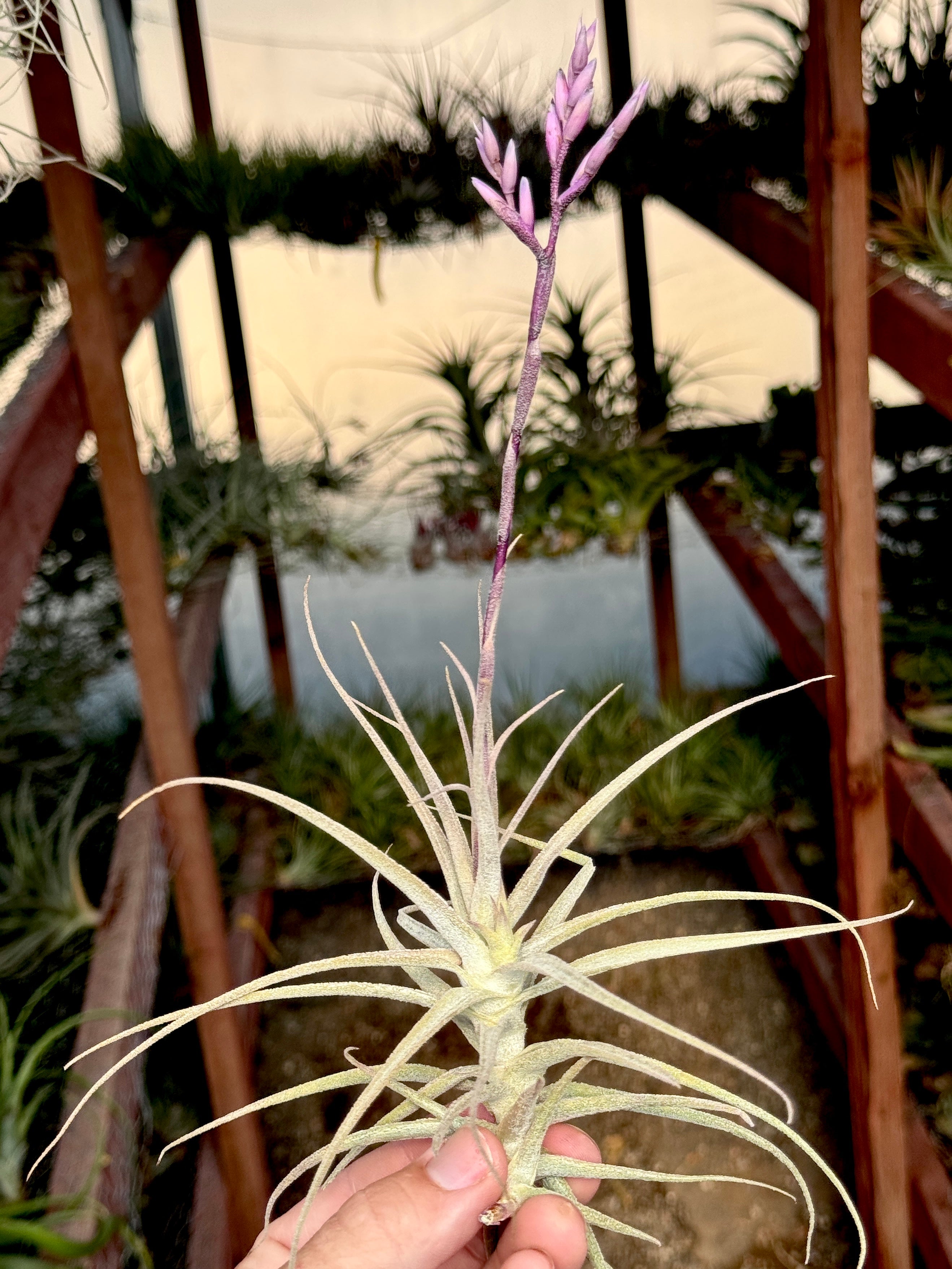 Purpurea x Straminea