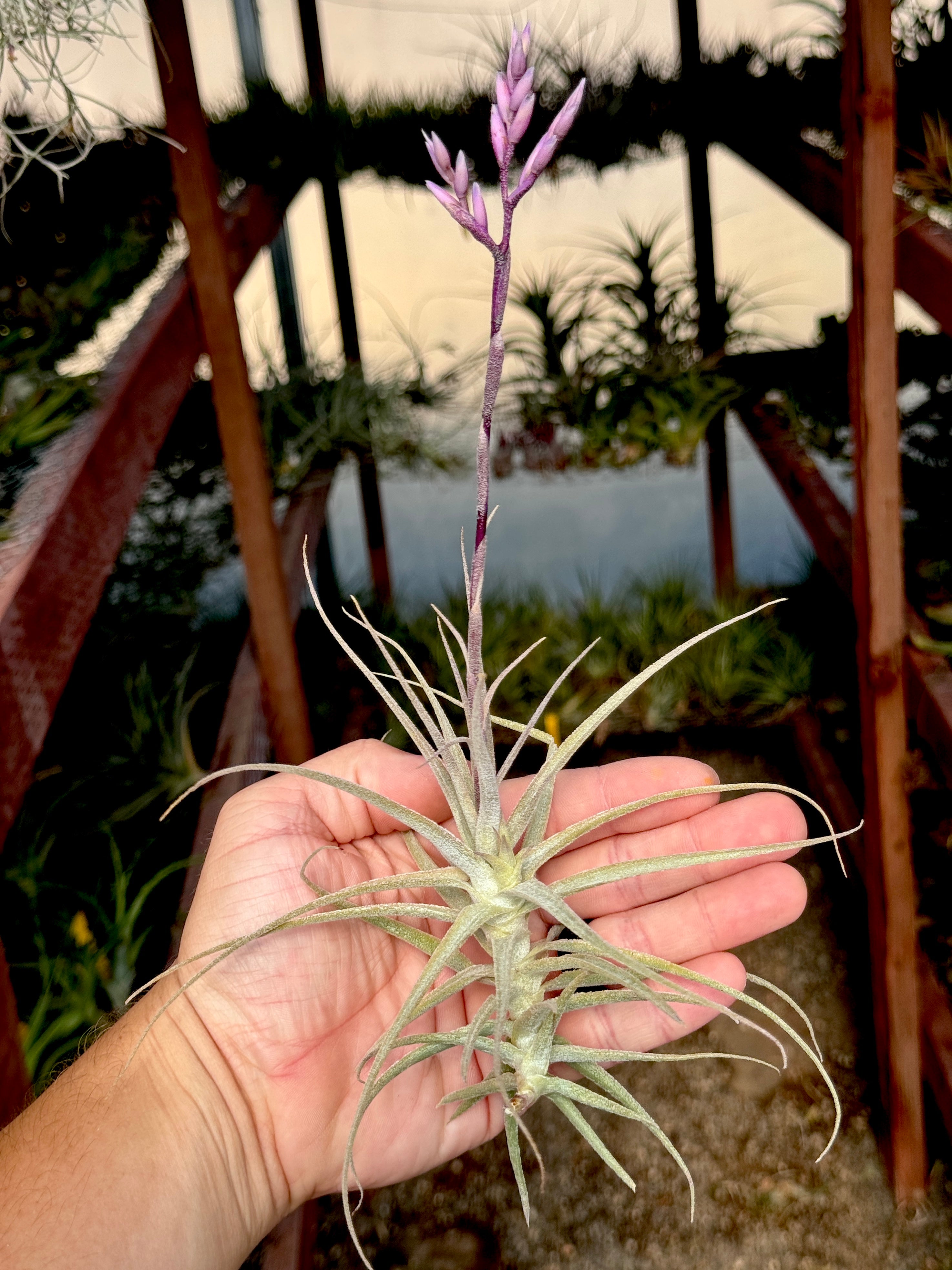 Purpurea x Straminea