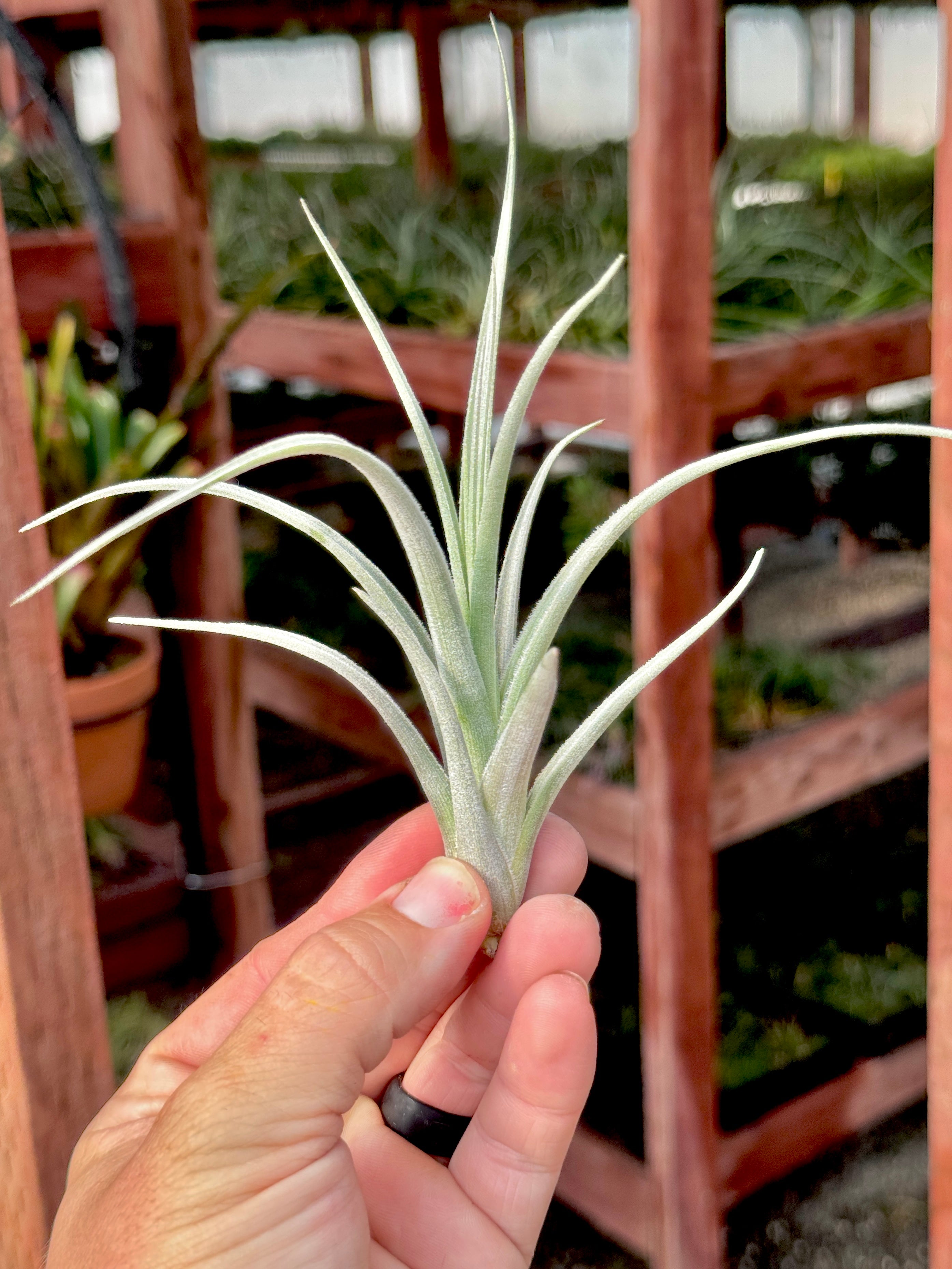 Lorentziana Giant Form