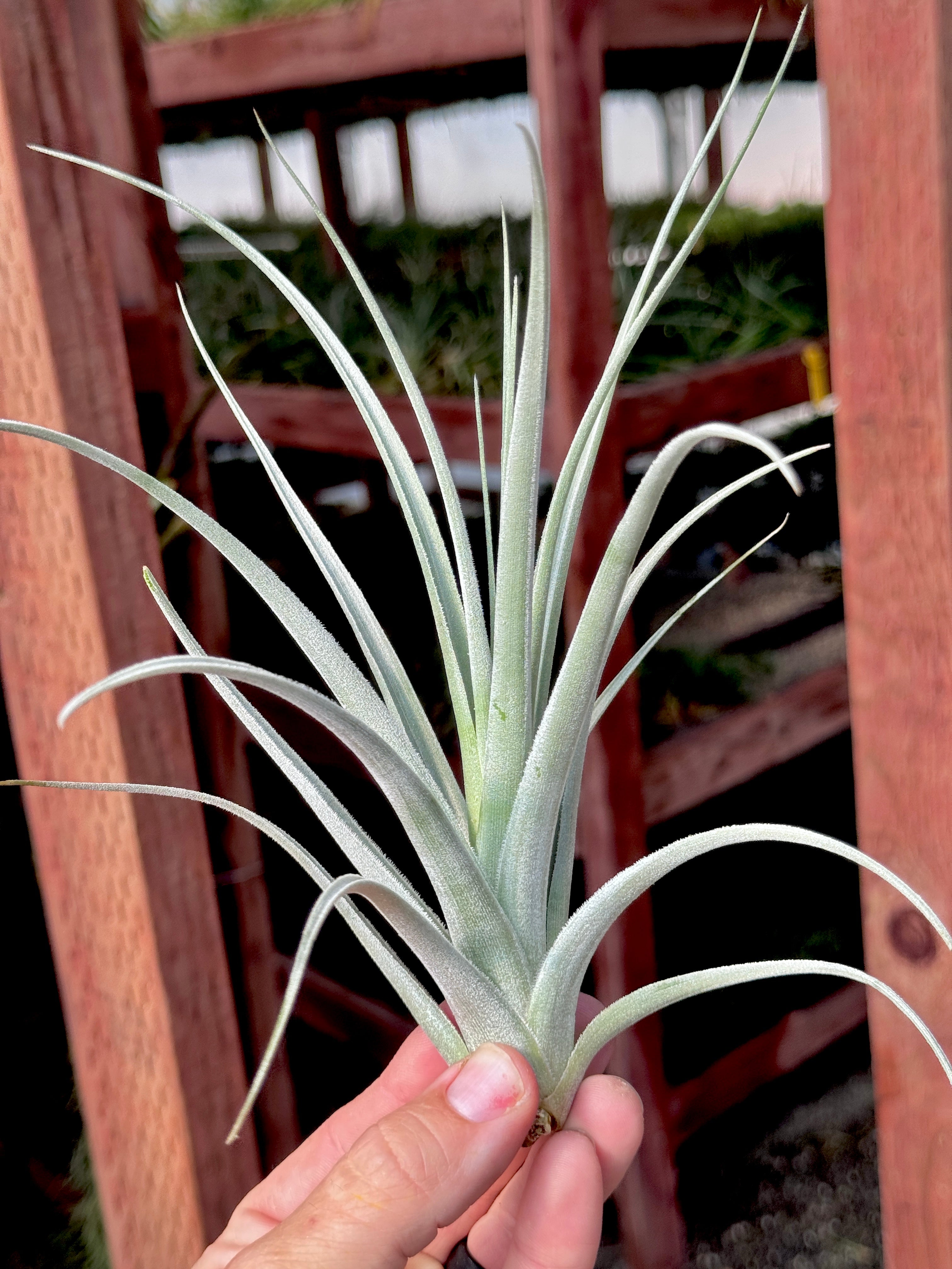Lorentziana Giant Form