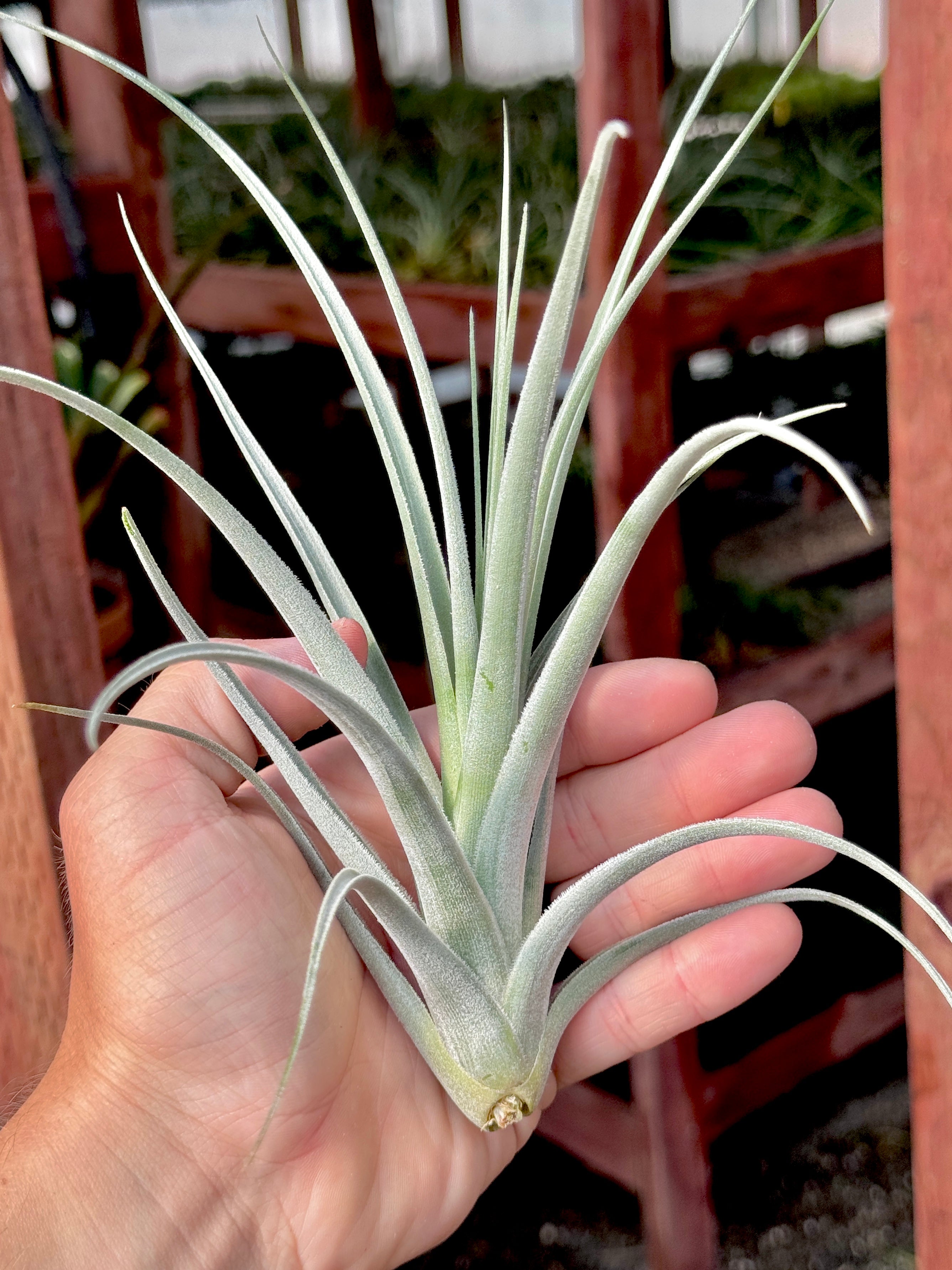 Lorentziana Giant Form