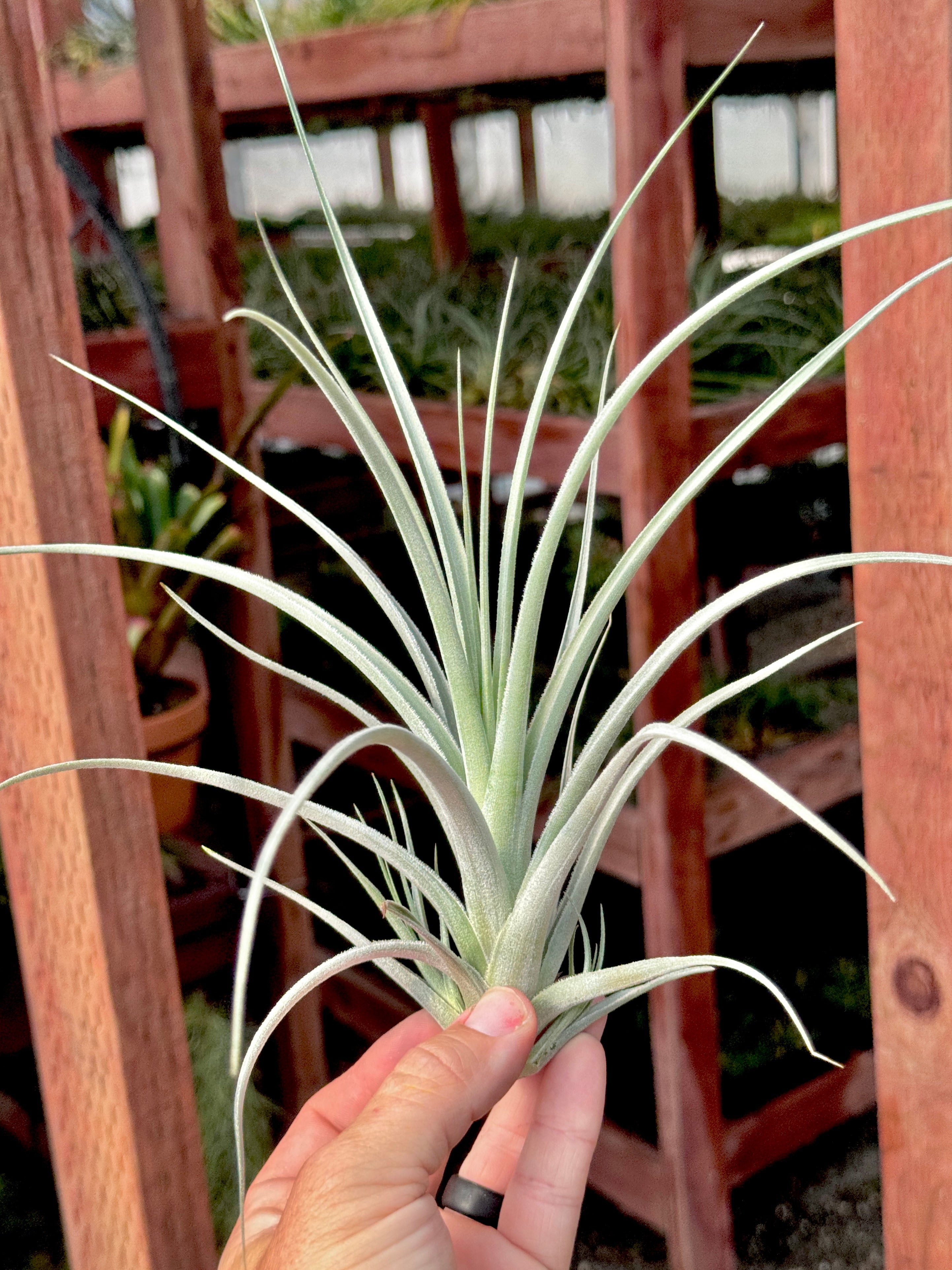 Lorentziana Giant Form
