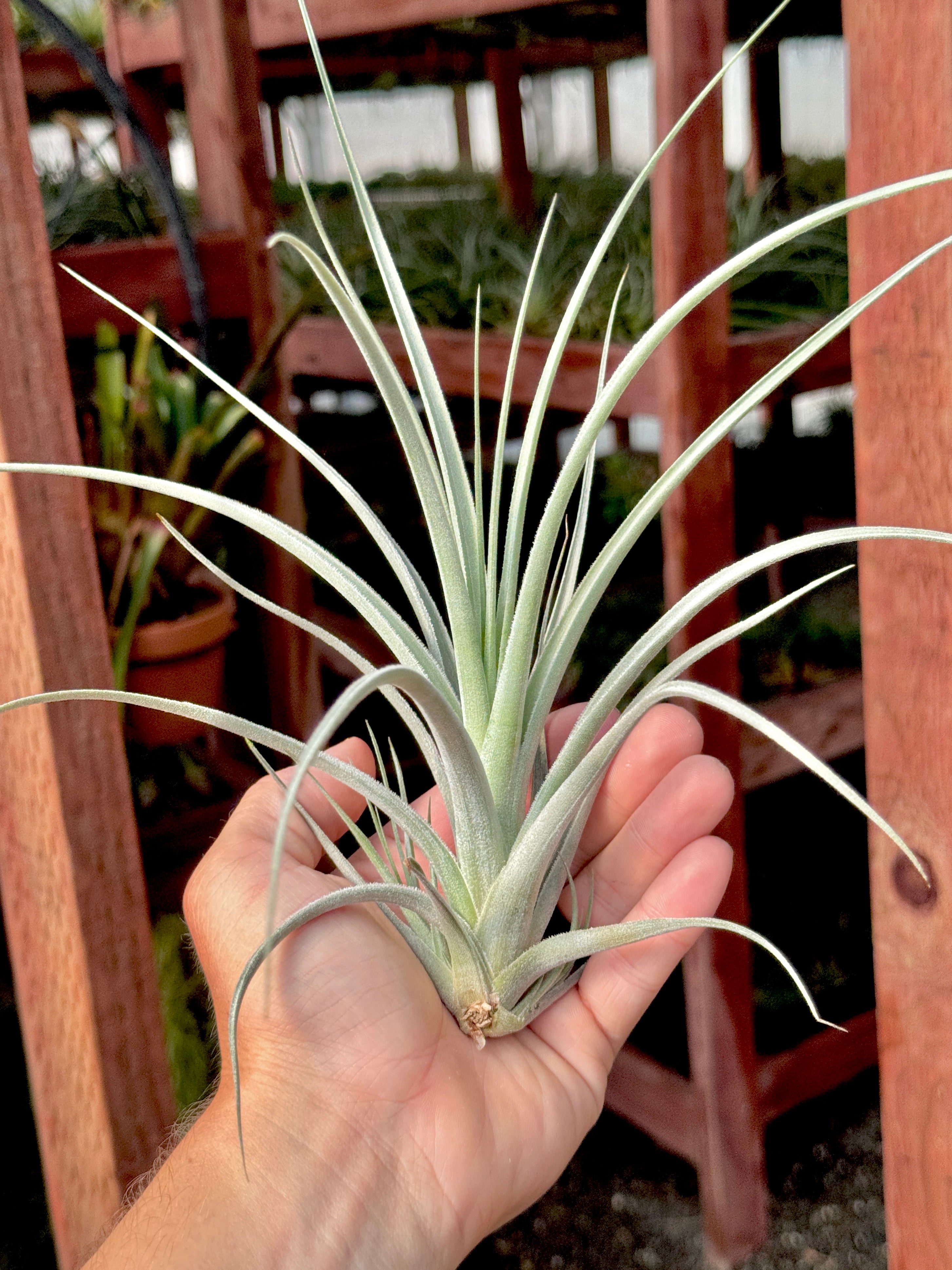 Lorentziana Giant Form
