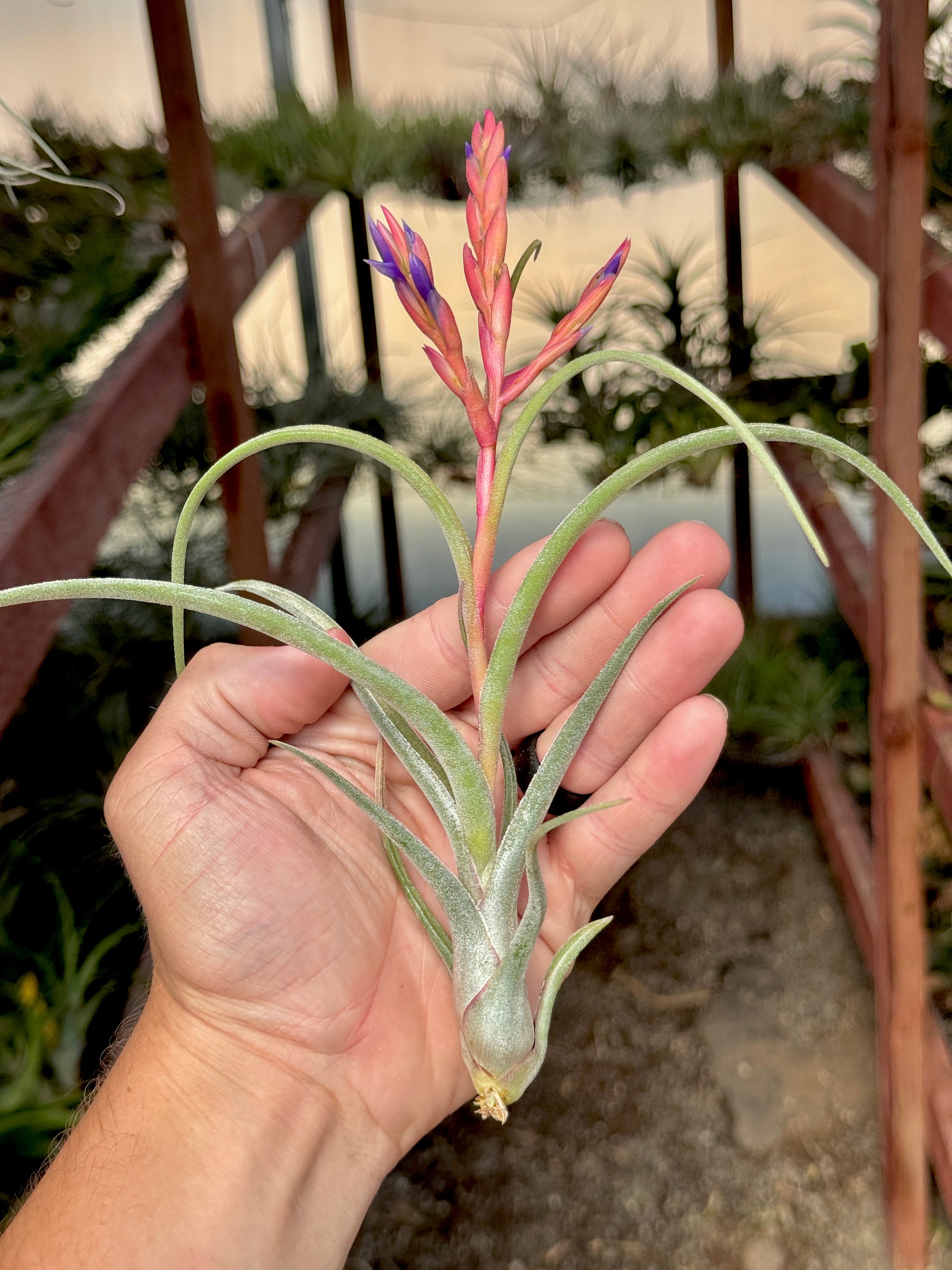 Pruinariza