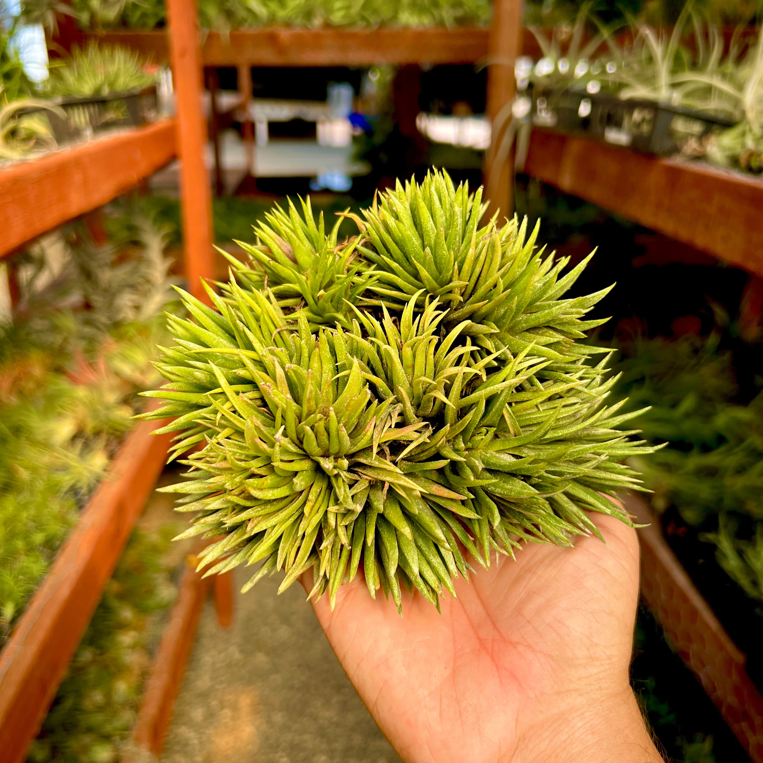 Ionantha 'Mayan Temple' <br> *NEW WORLDWIDE RELEASE!*