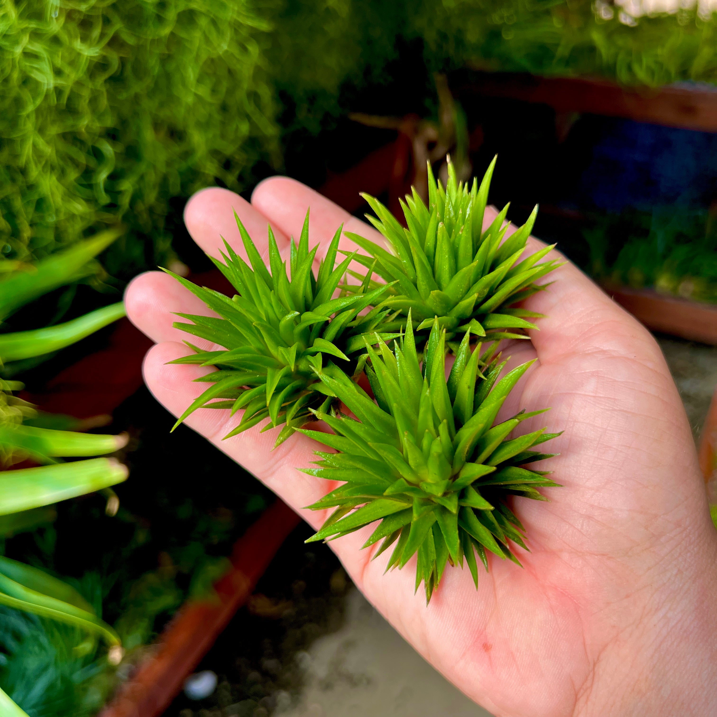 Ionantha 'Mayan Temple' *NEW WORLDWIDE RELEASE!* – Air Plant Hub