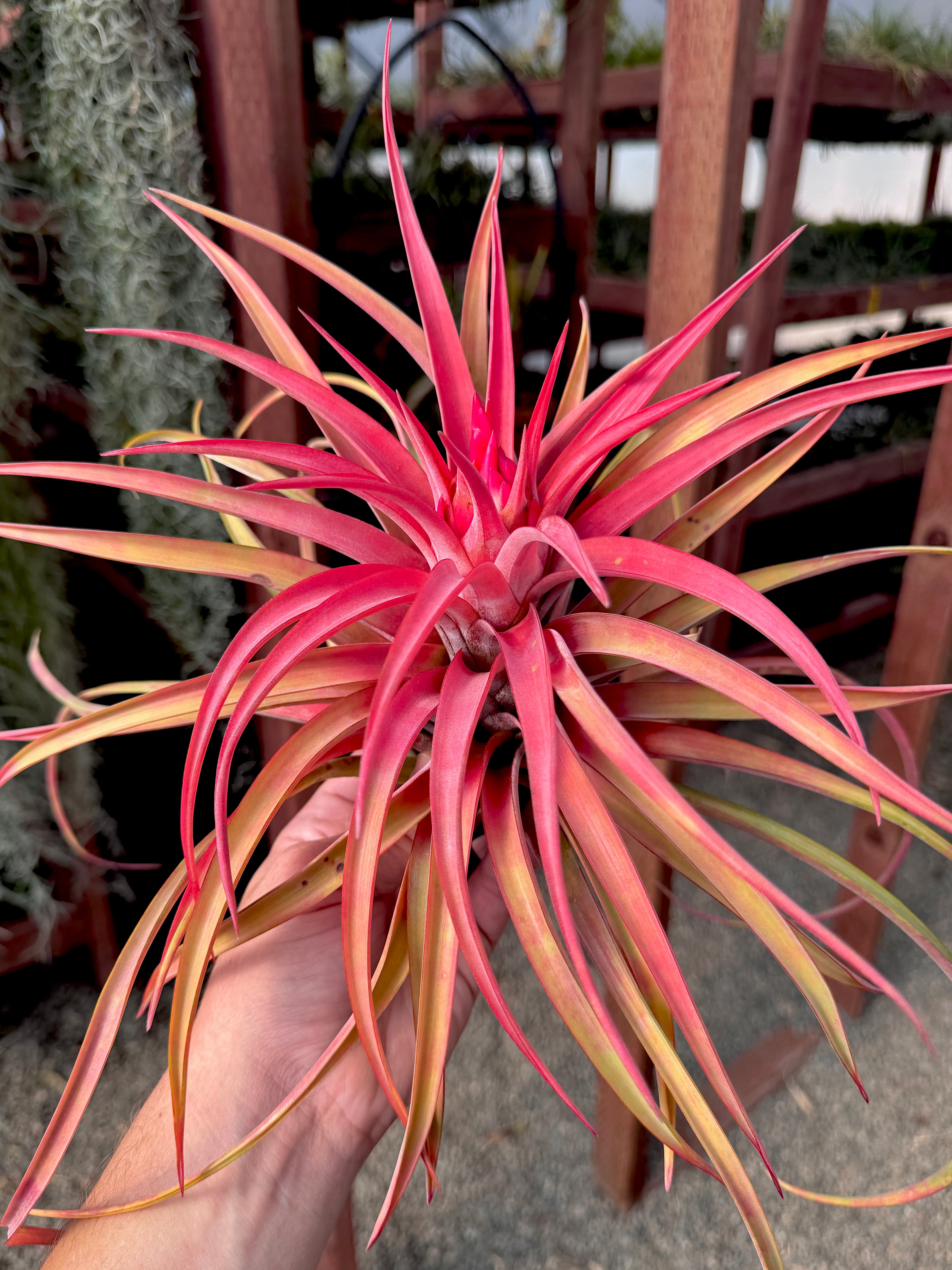Velutina XXL<br> (Currently In Bloom) <br> *Special Release*