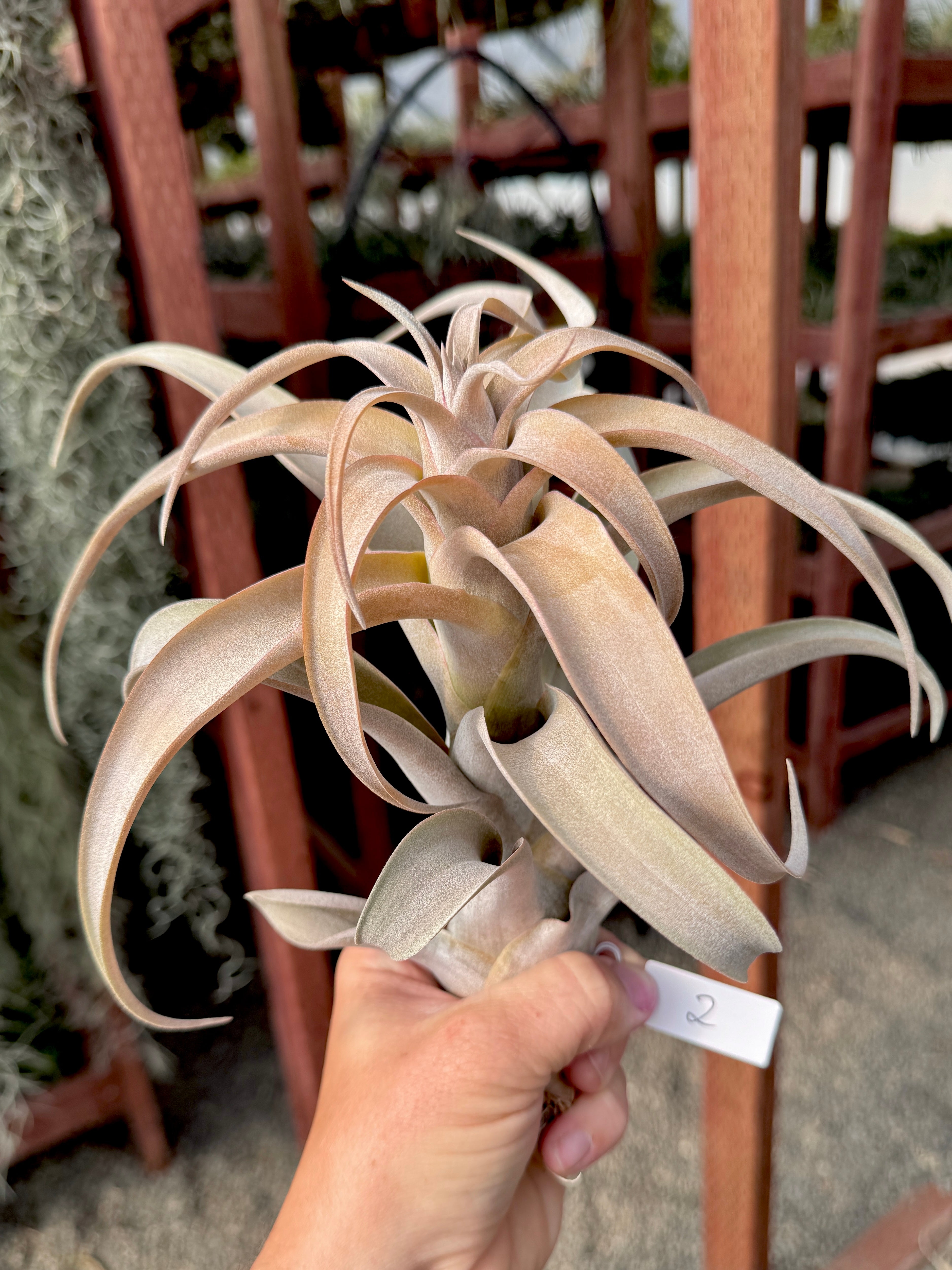 Ice Queen (Chiapensis x Ice Orange) *In Bud* (Exact Plant Pictured