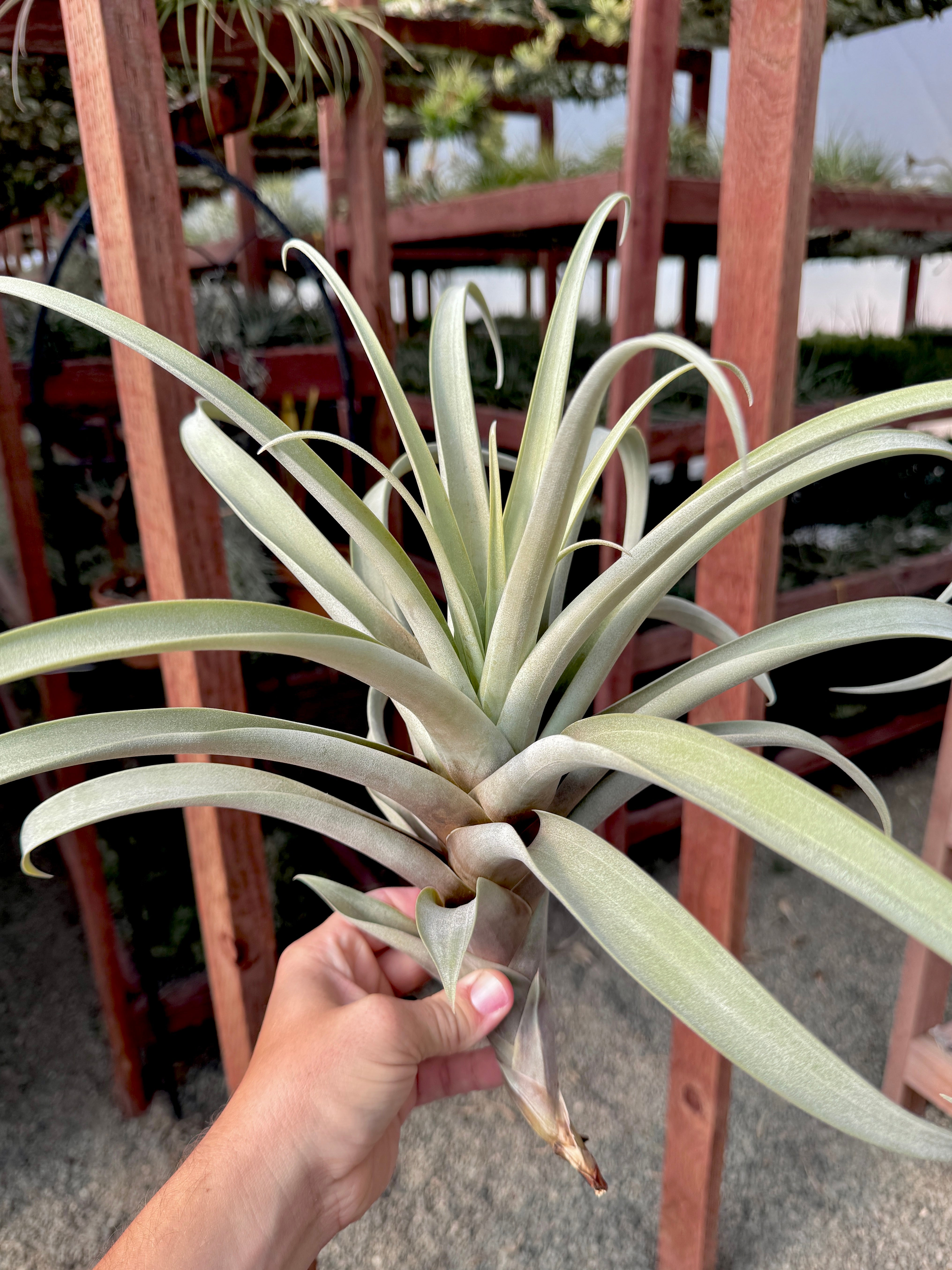 Collector's Specials (Updated 11/23/18) – Air Plant Hub