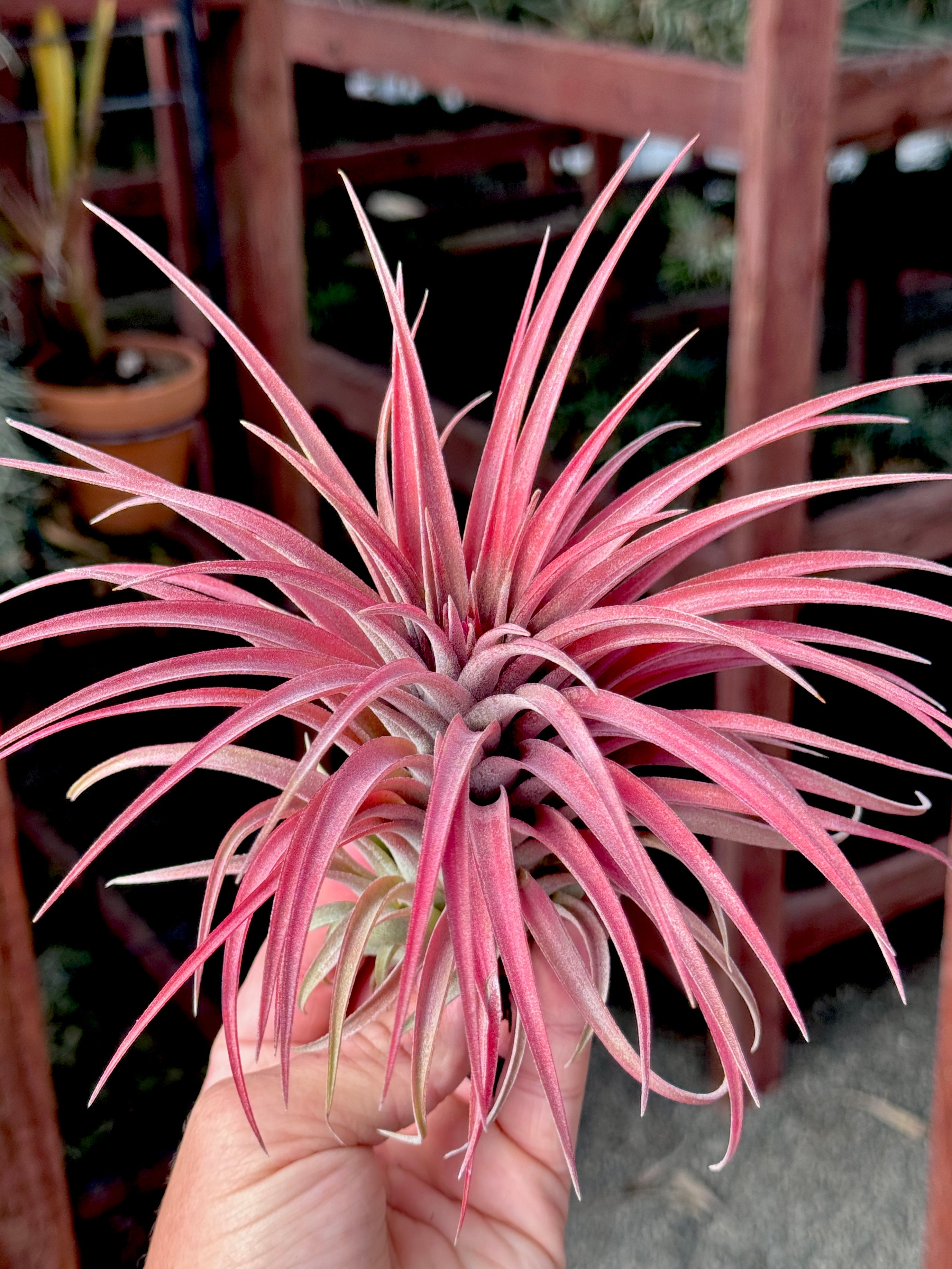 Ionantha Rubra x Scaposa Premium <br> *Deep Red* <br> (Exact Plant Pictured)
