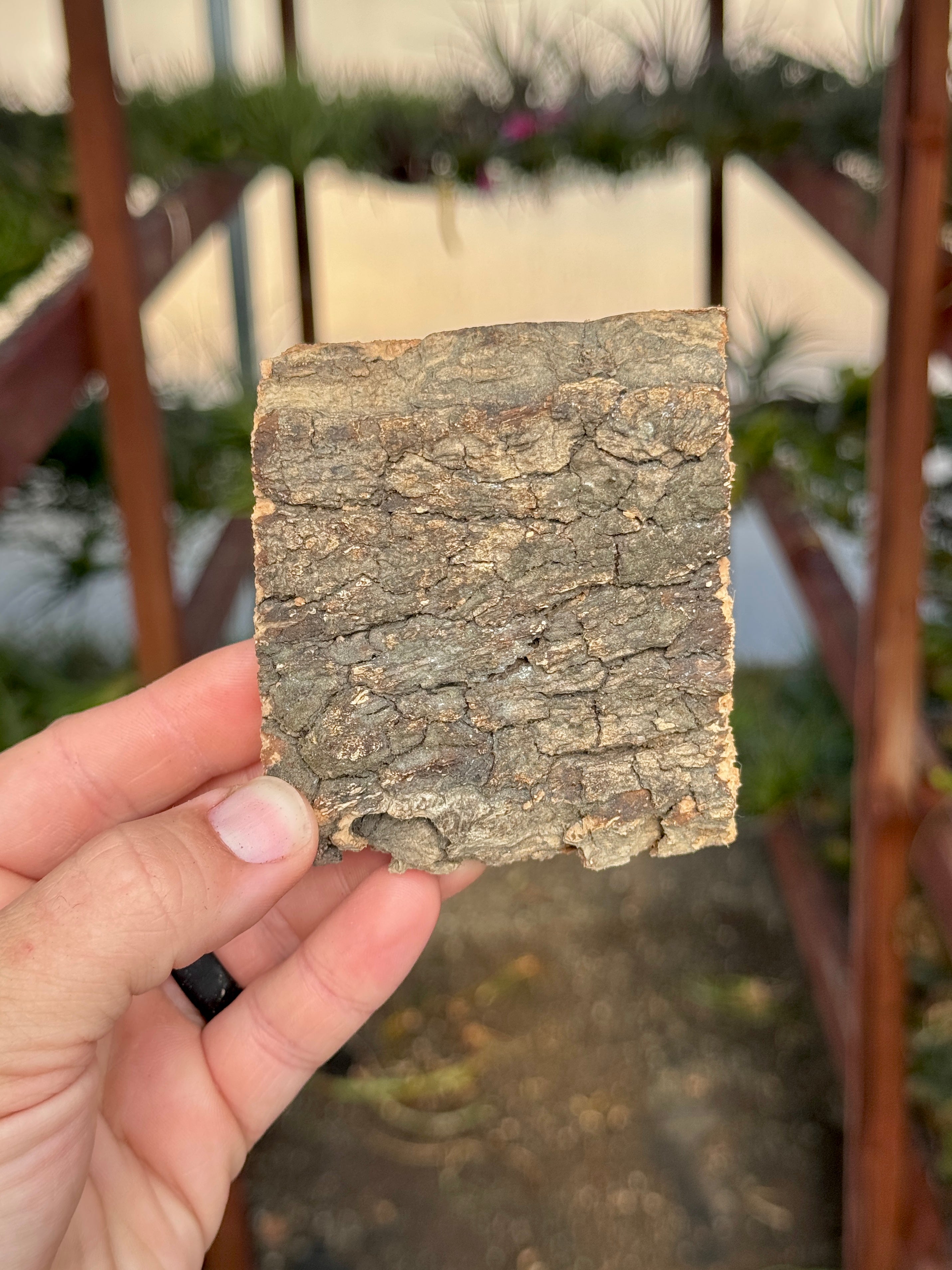 Virgin Cork Bark Flats (Mini) <br> Perfect For Mounting Or Terrarium Backdrops