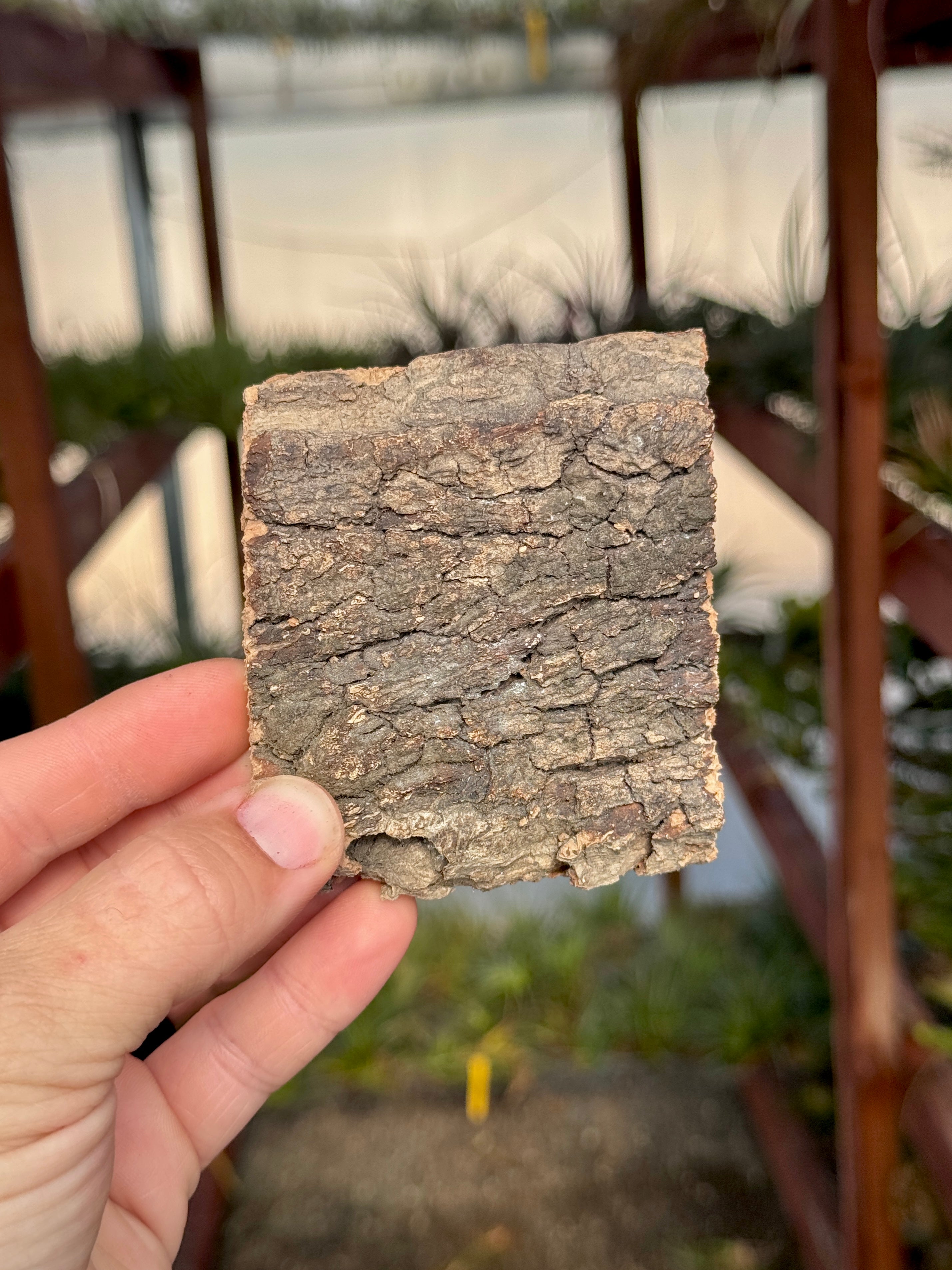 Virgin Cork Bark Flats (Mini) <br> Perfect For Mounting Or Terrarium Backdrops