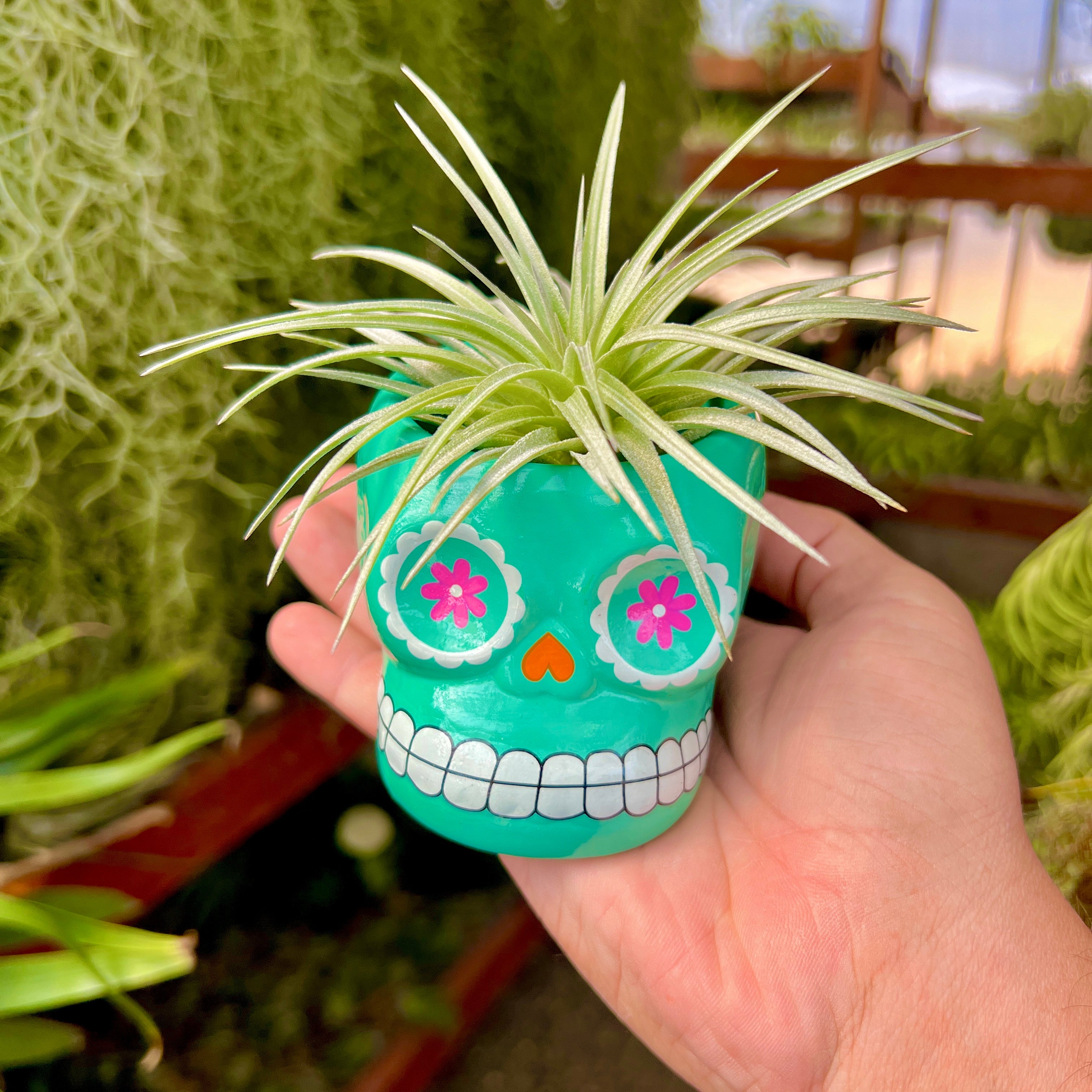 Sugar Skull Ceramic Air Plant Holder + Air Plant <br> (5 Color Options)