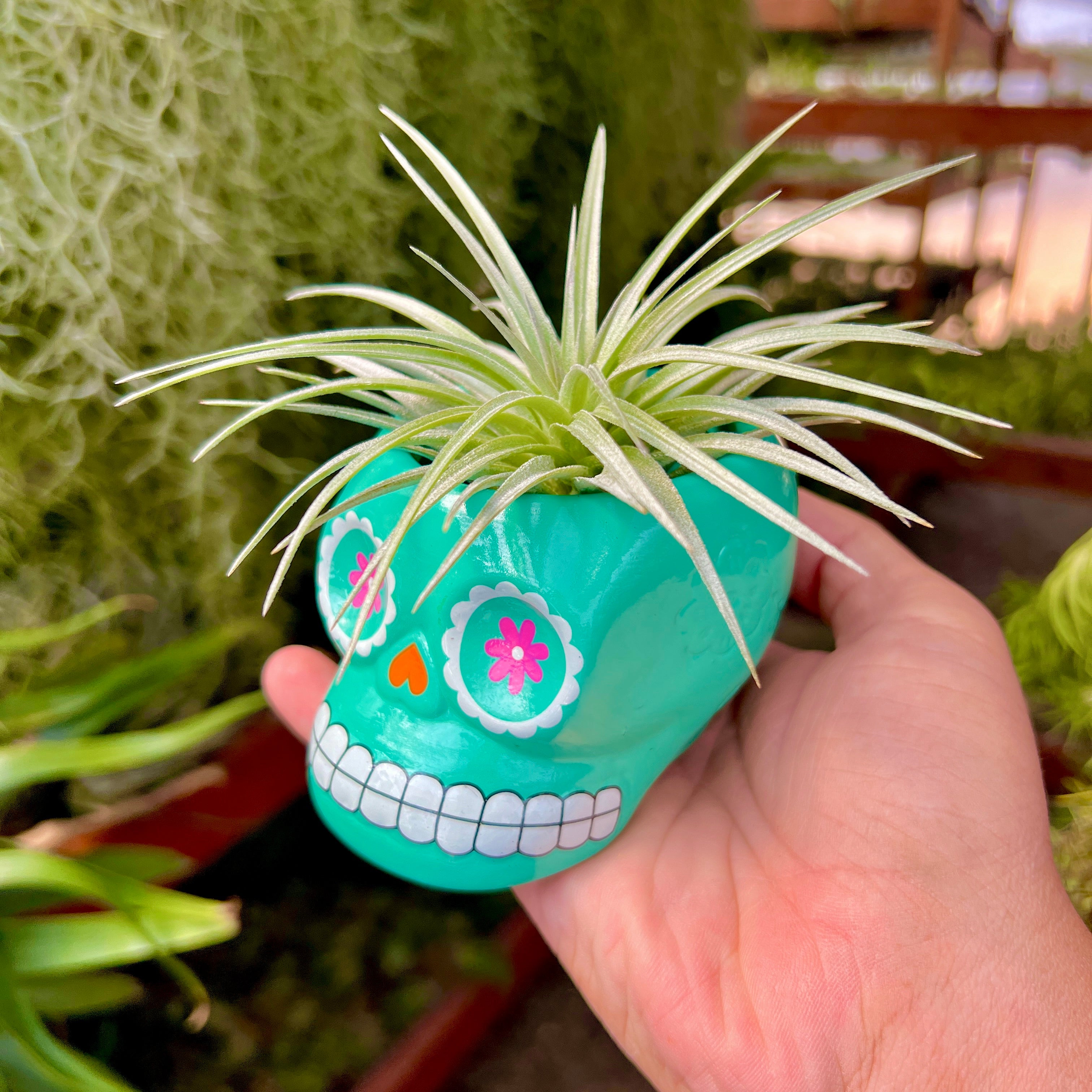 Sugar Skull Ceramic Air Plant Holder + Air Plant <br> (5 Color Options)