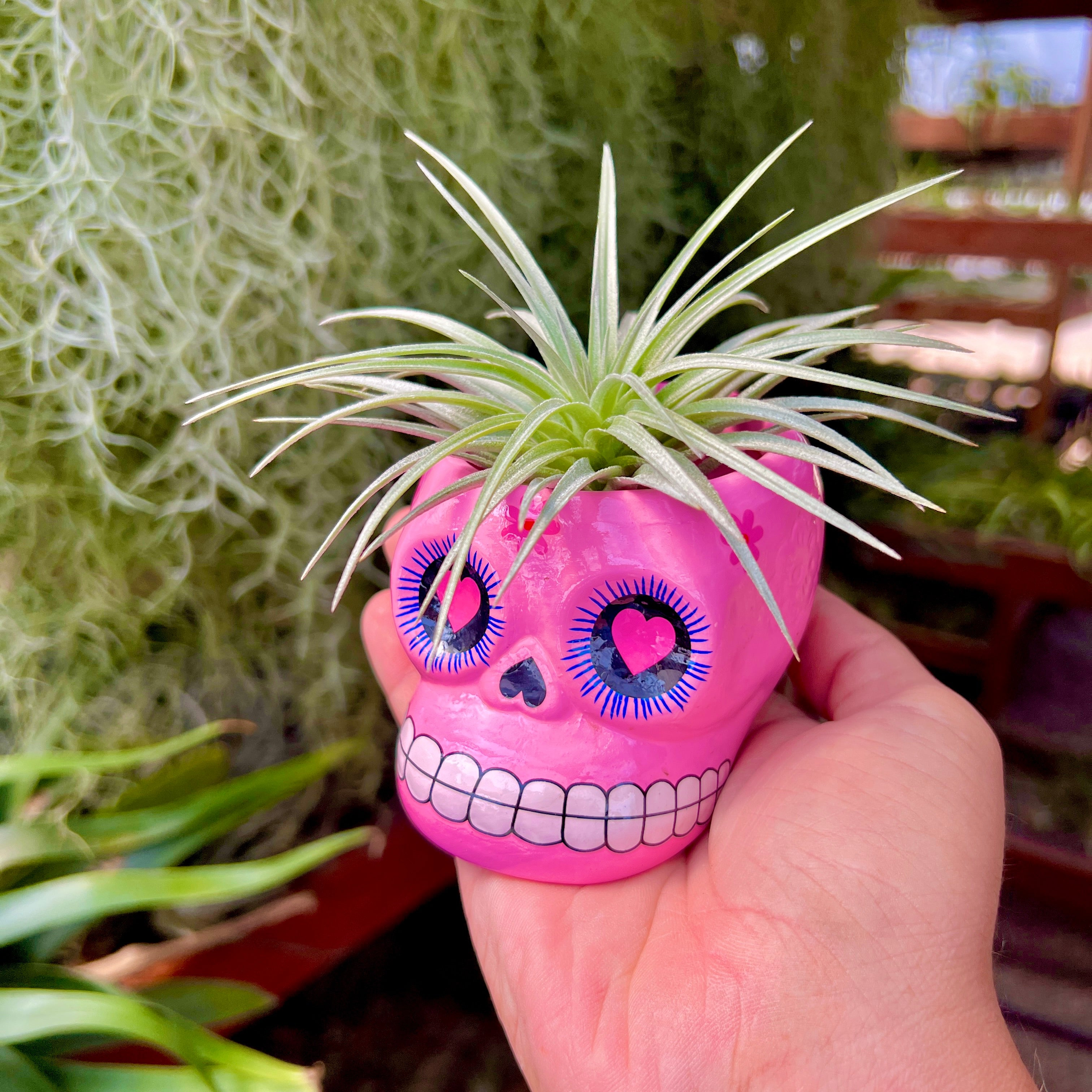 Sugar Skull Ceramic Air Plant Holder + Air Plant <br> (5 Color Options)