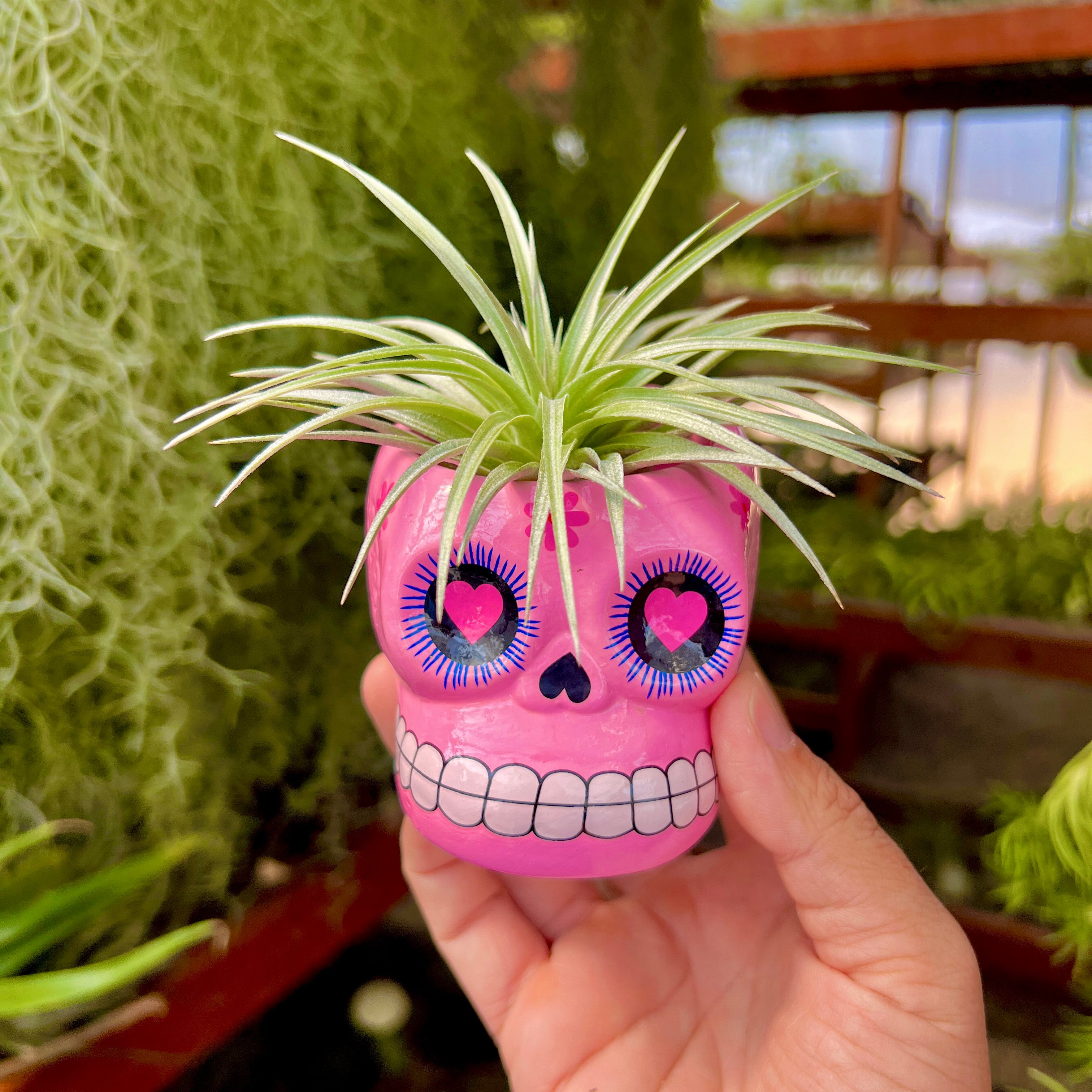 skeleton air planter Sugar Skull Ceramic Air Plant Holder + Air Plant (5 Color Options) White