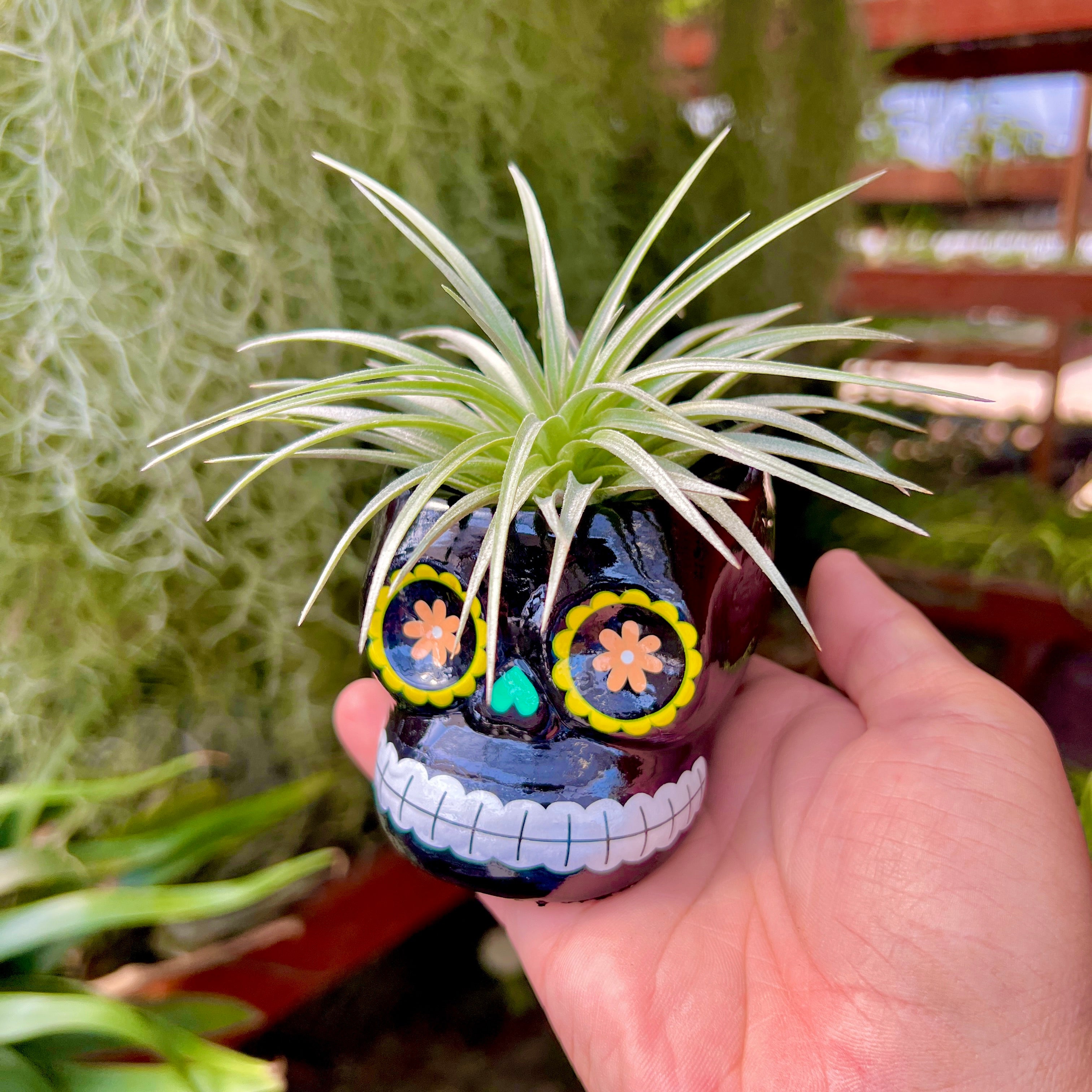air plant pot holder Sugar Skull Ceramic Air Plant Holder + Air Plant (5 Color Options) Black