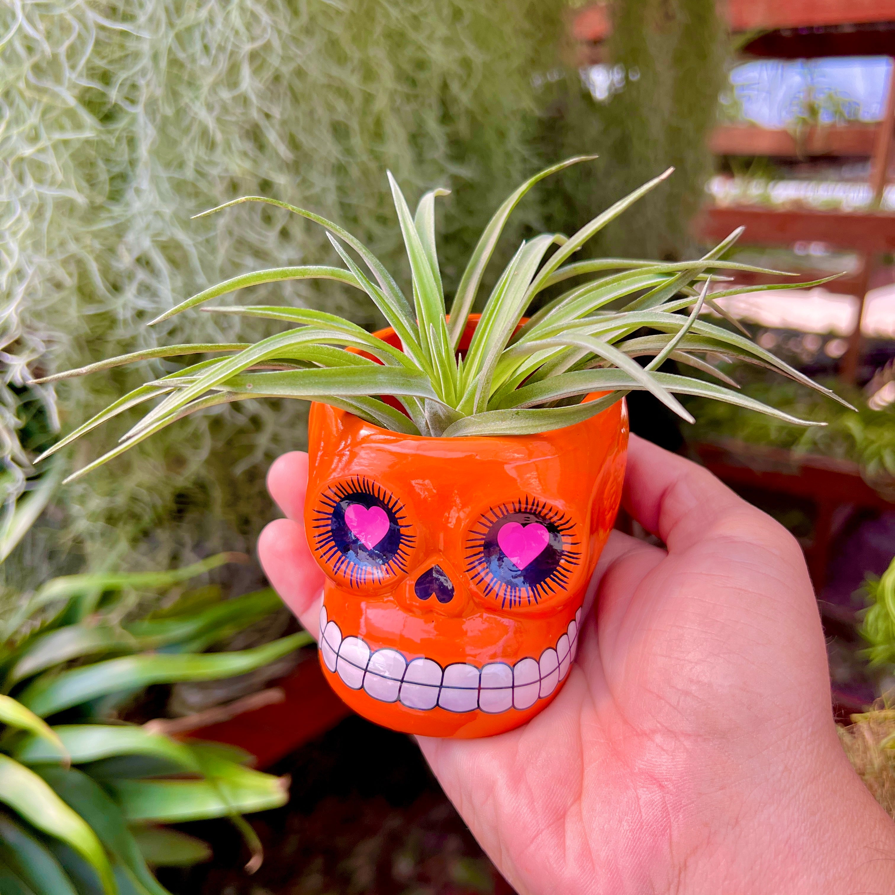 Sugar Skull Ceramic Air Plant Holder + Air Plant <br> (5 Color Options)