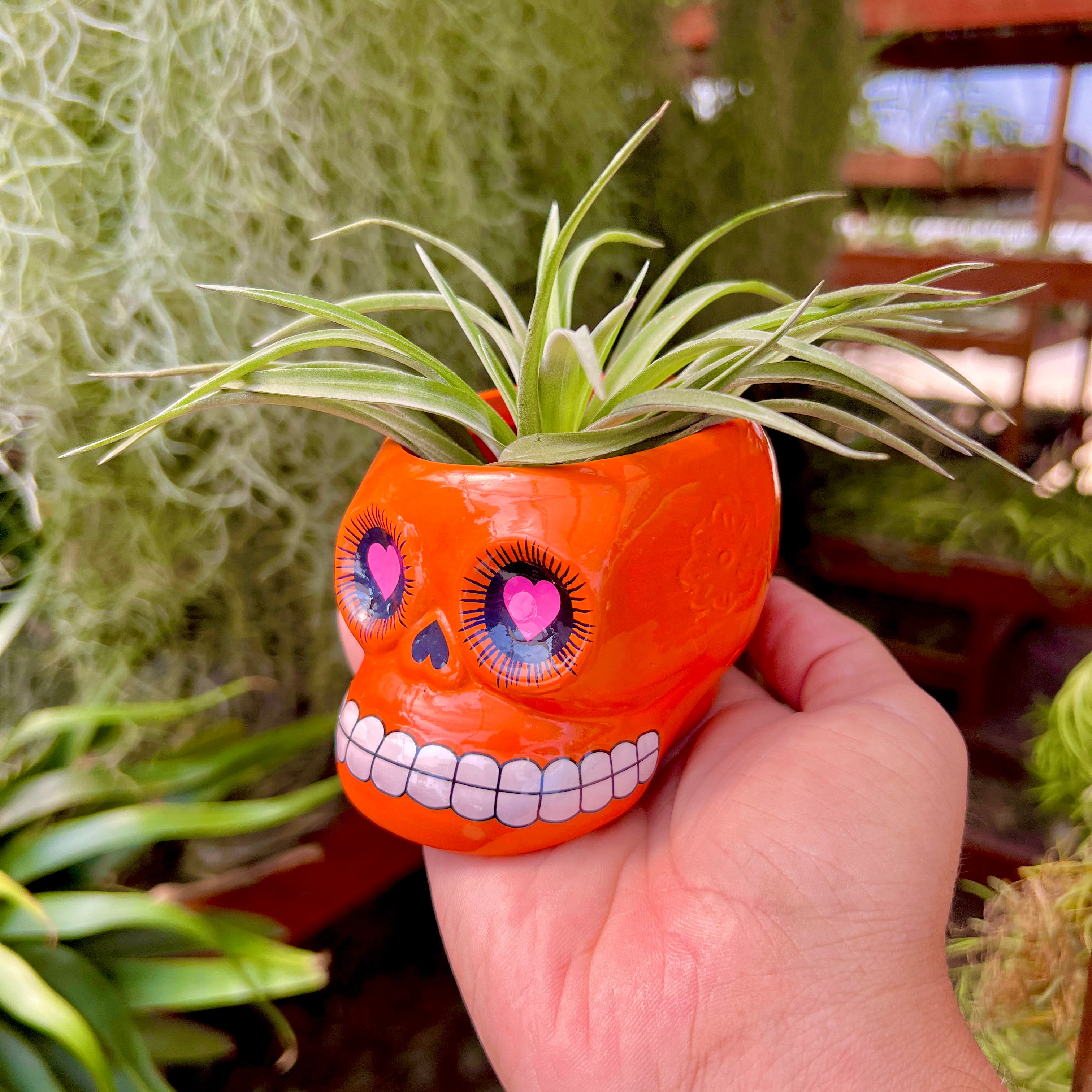 sugar skull air plant Sugar Skull Ceramic Air Plant Holder + Air Plant (5 Color Options) Orange