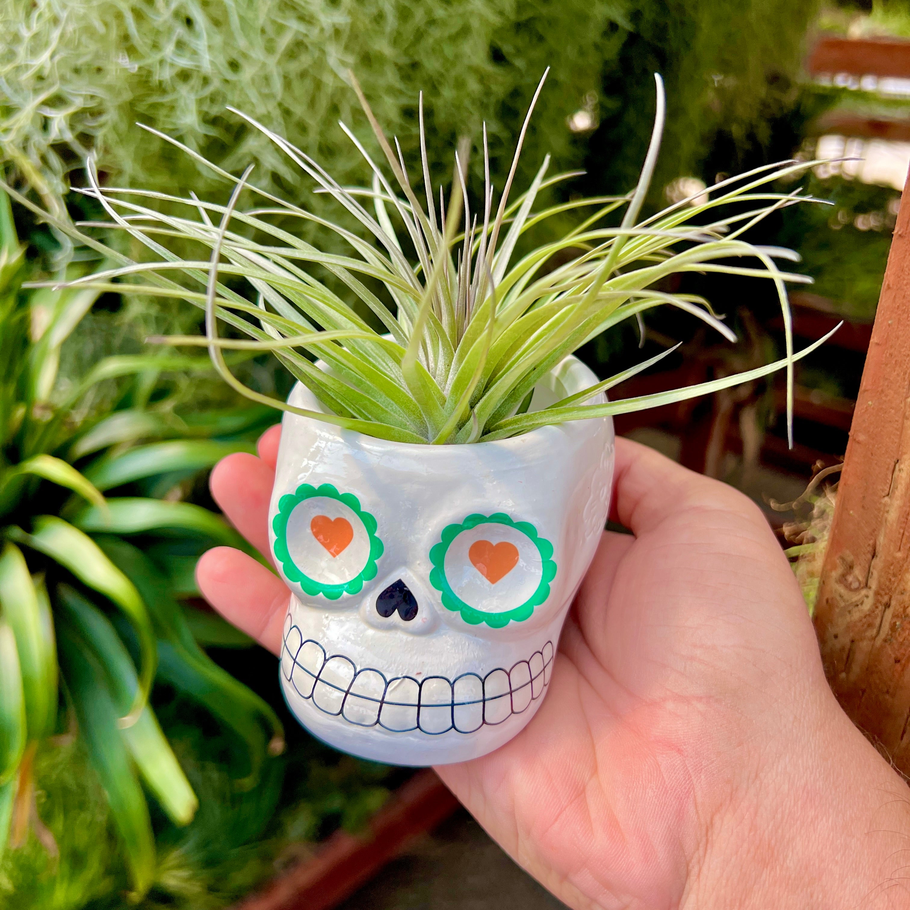 Sugar Skull Ceramic Air Plant Holder + Air Plant <br> (5 Color Options)