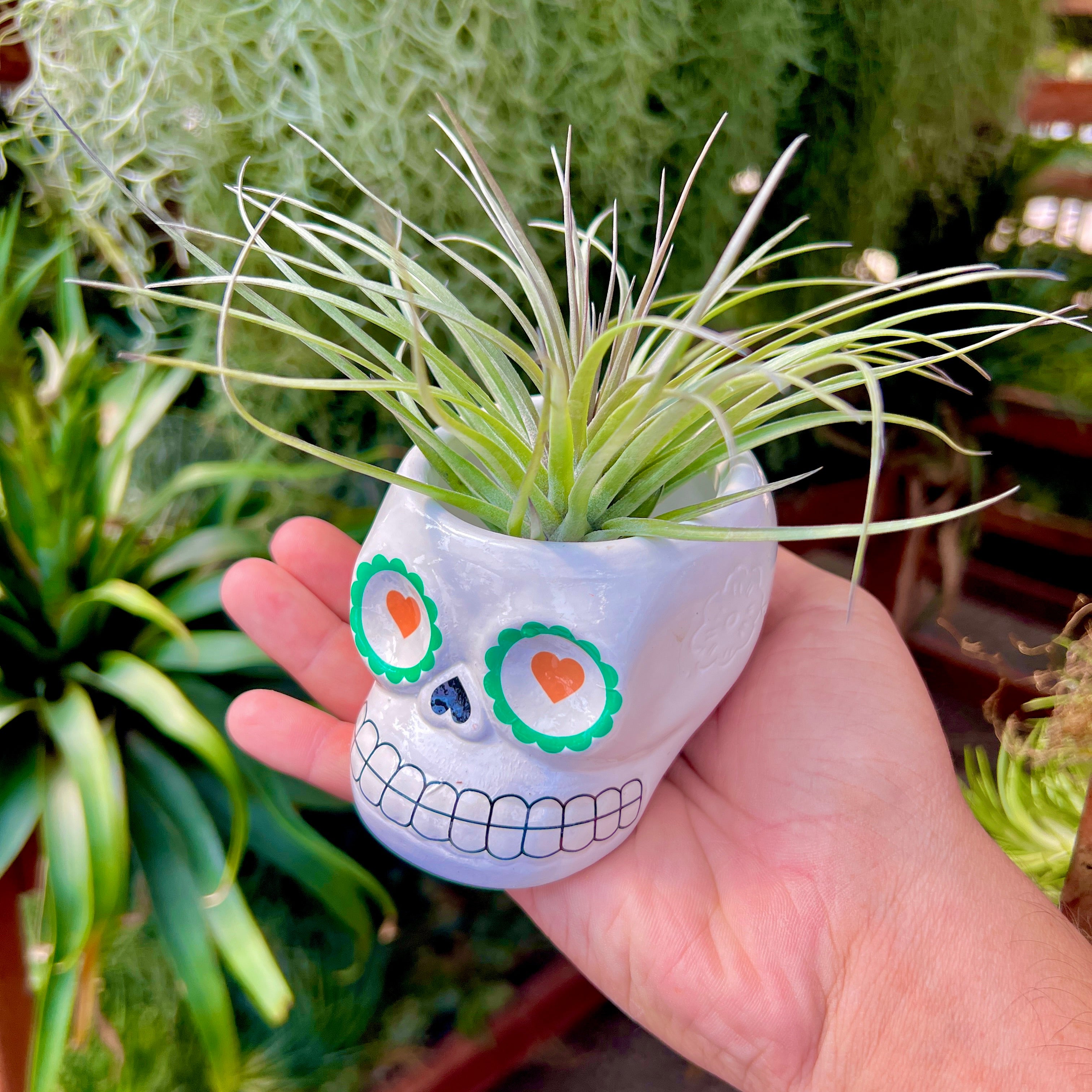 air plant planter Sugar Skull Ceramic Air Plant Holder + Air Plant (5 Color Options) White