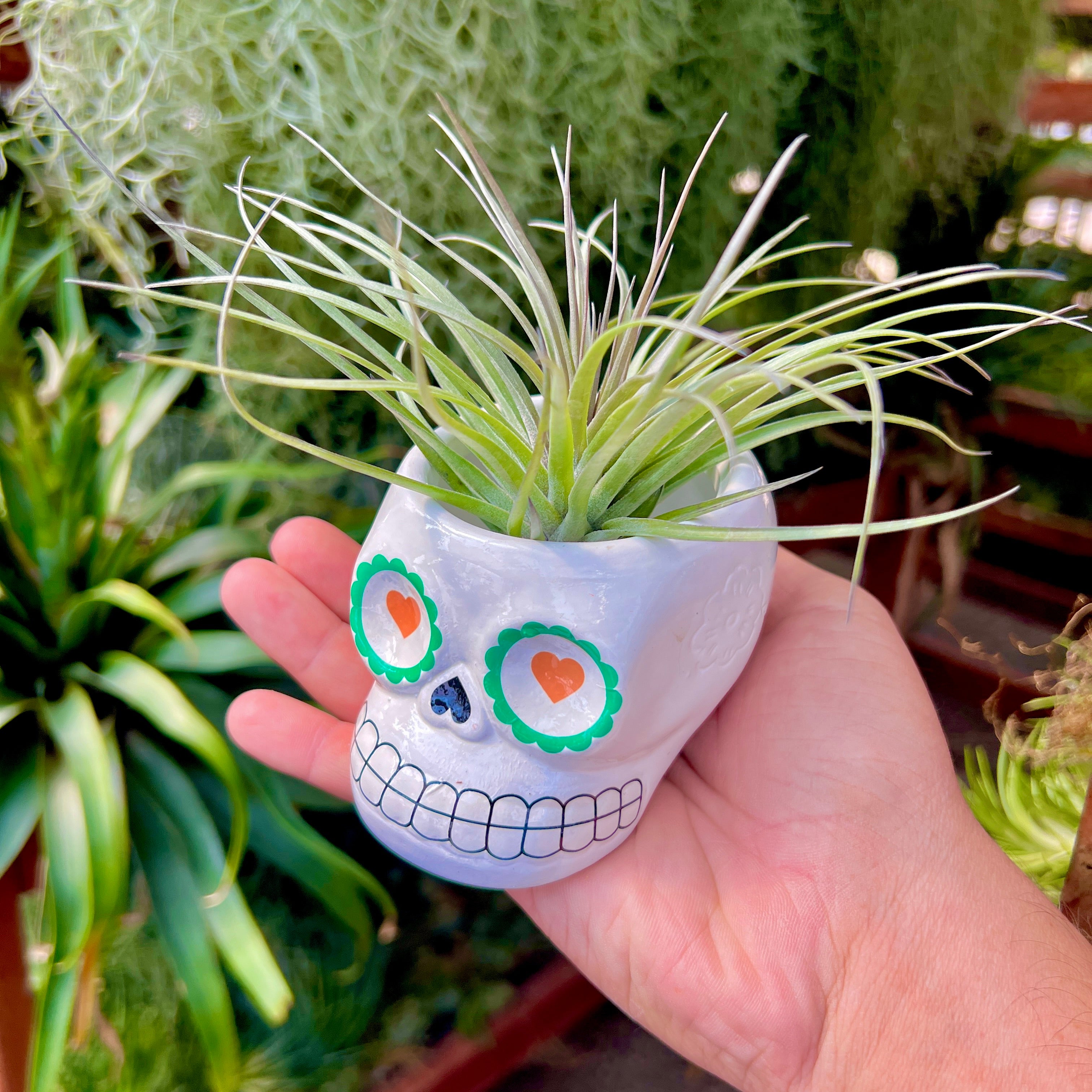 Sugar Skull Ceramic Air Plant Holder + Air Plant <br> (5 Color Options)