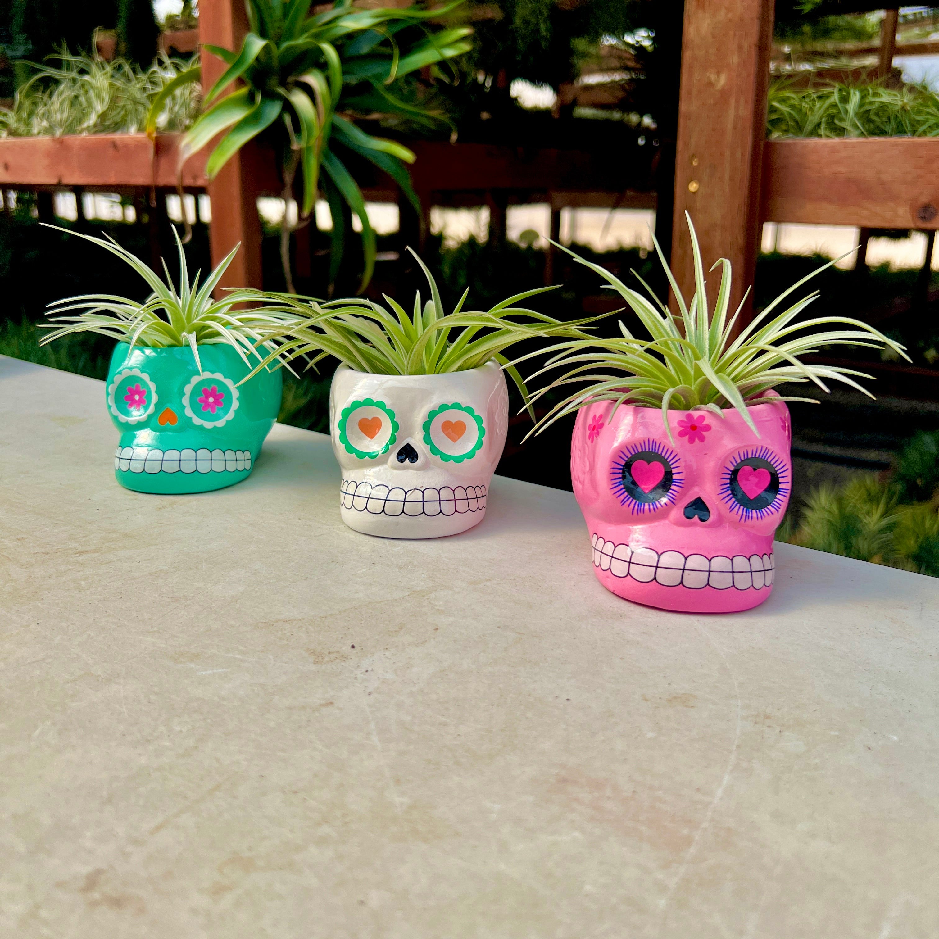 Sugar Skull Ceramic Air Plant Holder + Air Plant <br> (5 Color Options)