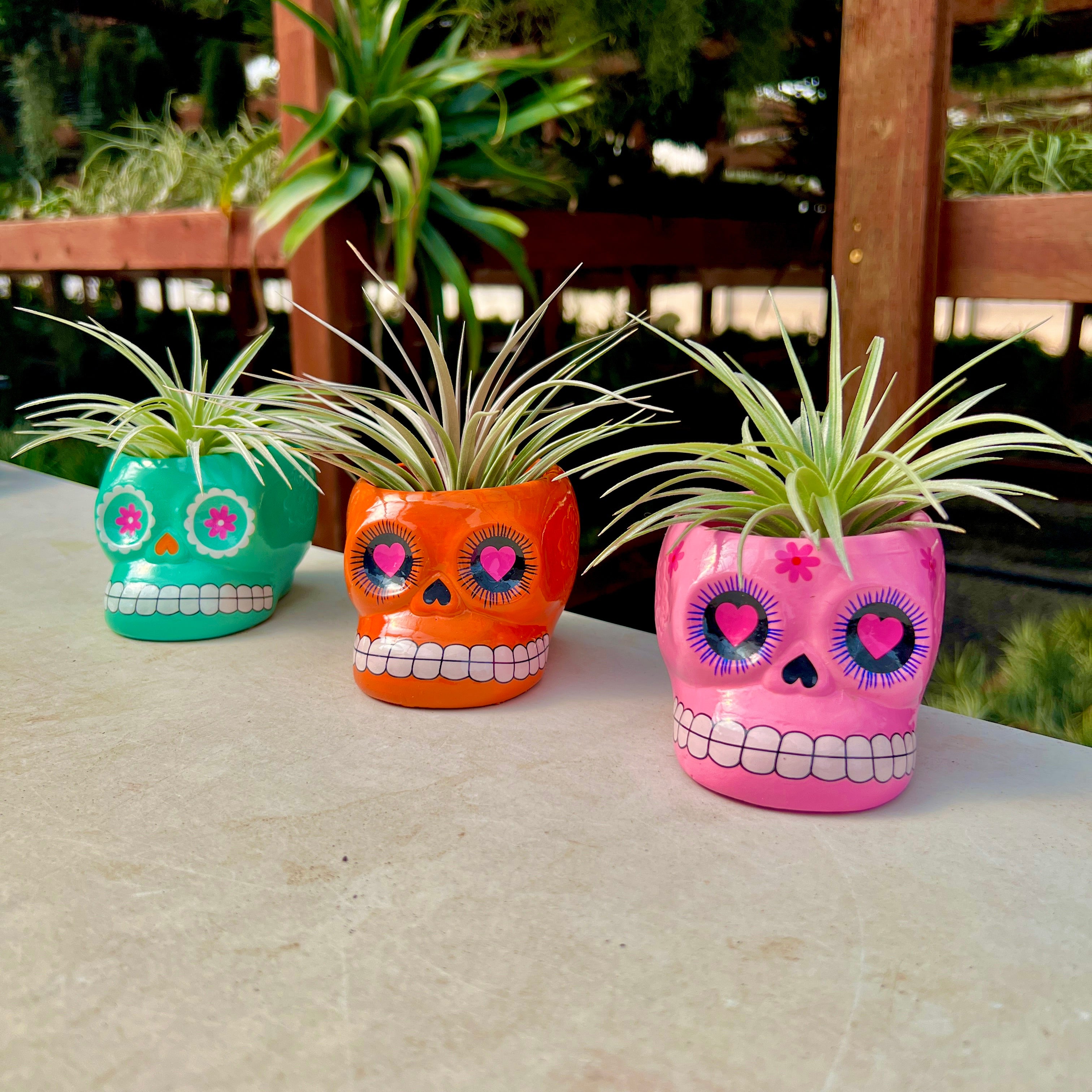 Sugar Skull Ceramic Air Plant Holder + Air Plant <br> (5 Color Options)