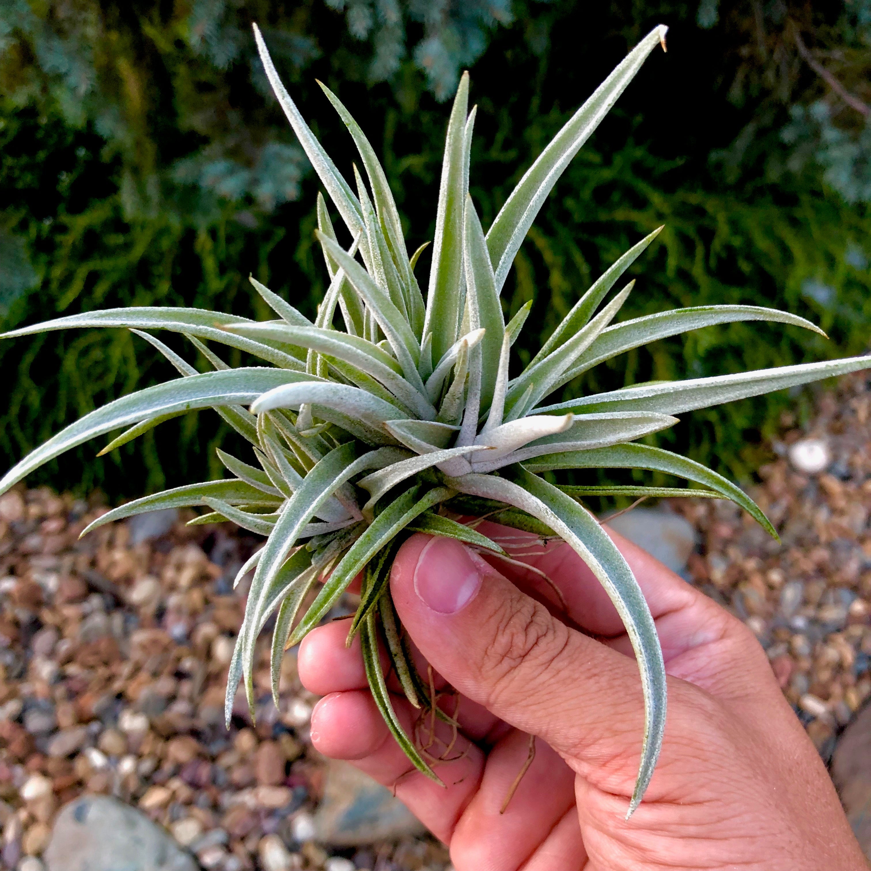 Harrisii Clumps 3"+ - Air Plant Hub 