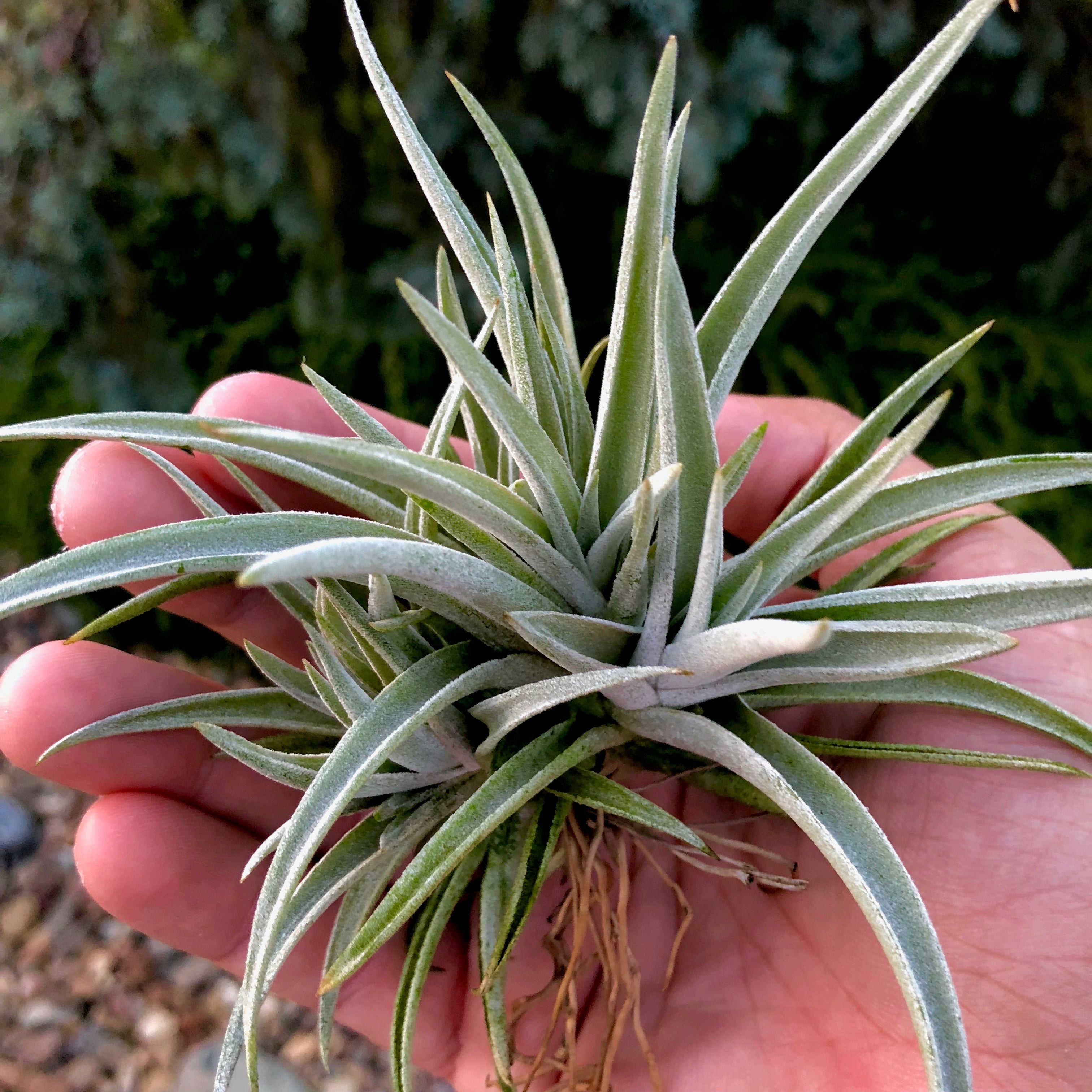 Harrisii Clumps 3"+ - Air Plant Hub 