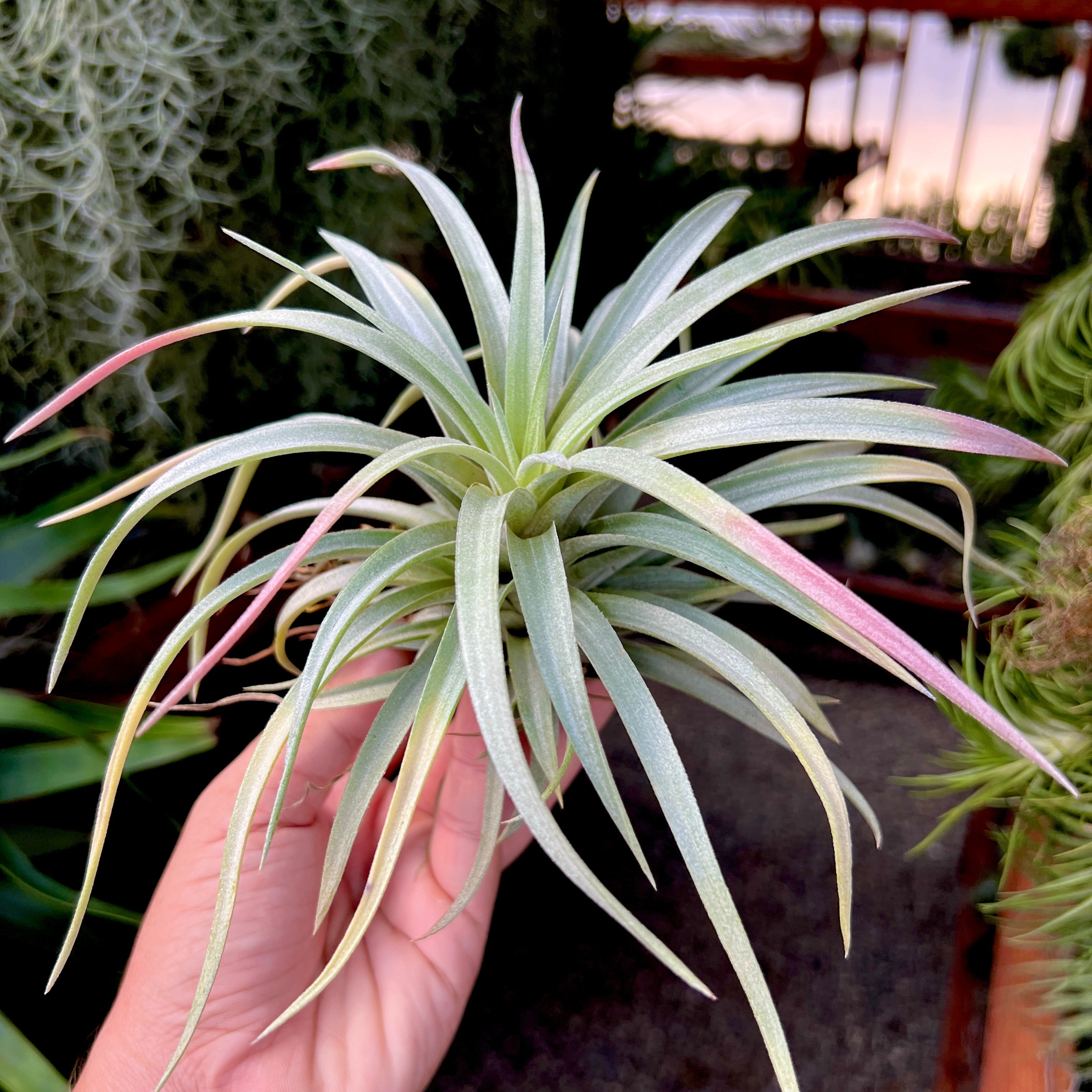 ハリシィ×（ゼロ×ブラキカウロス） – Air Plant Hub