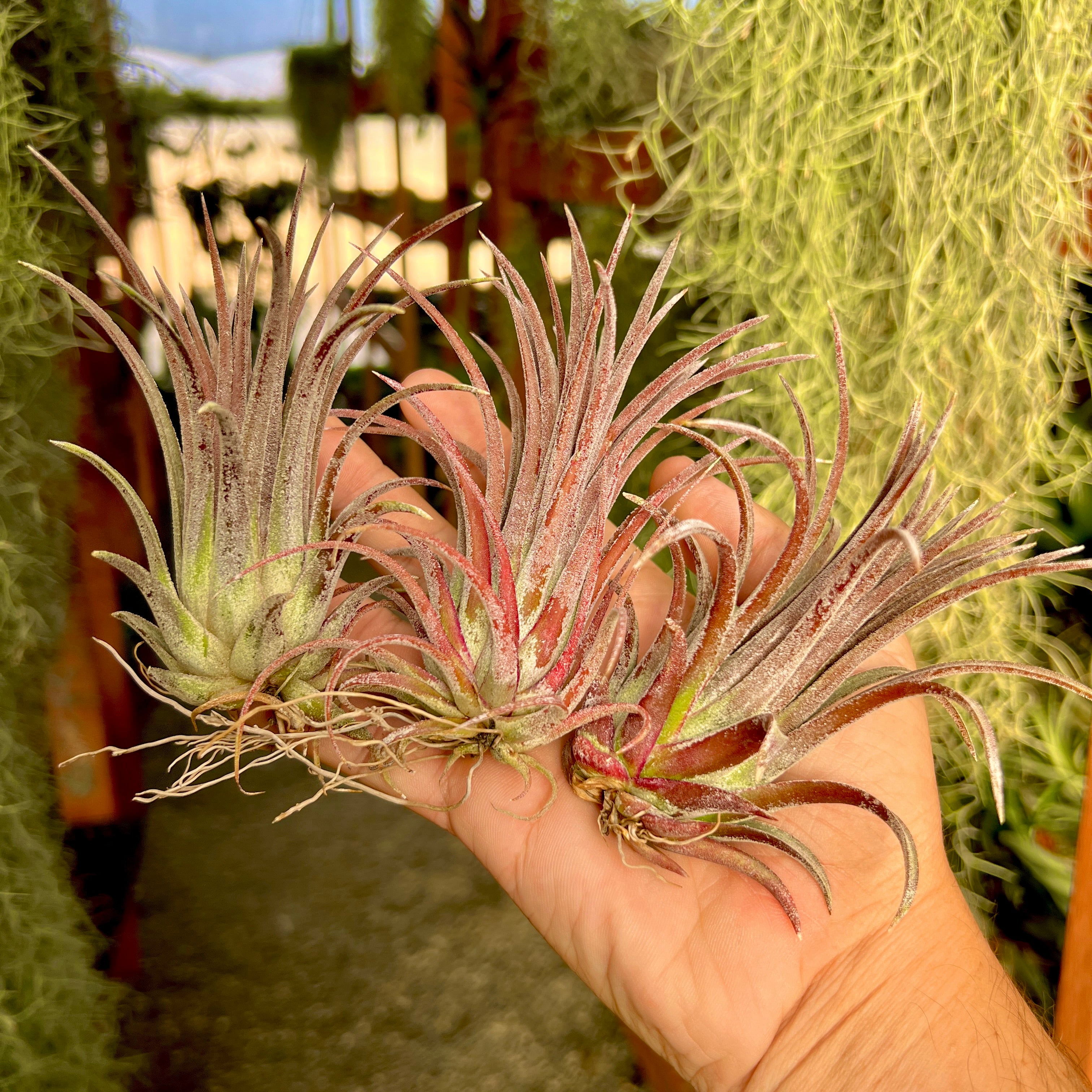 Ionantha Purple Heart