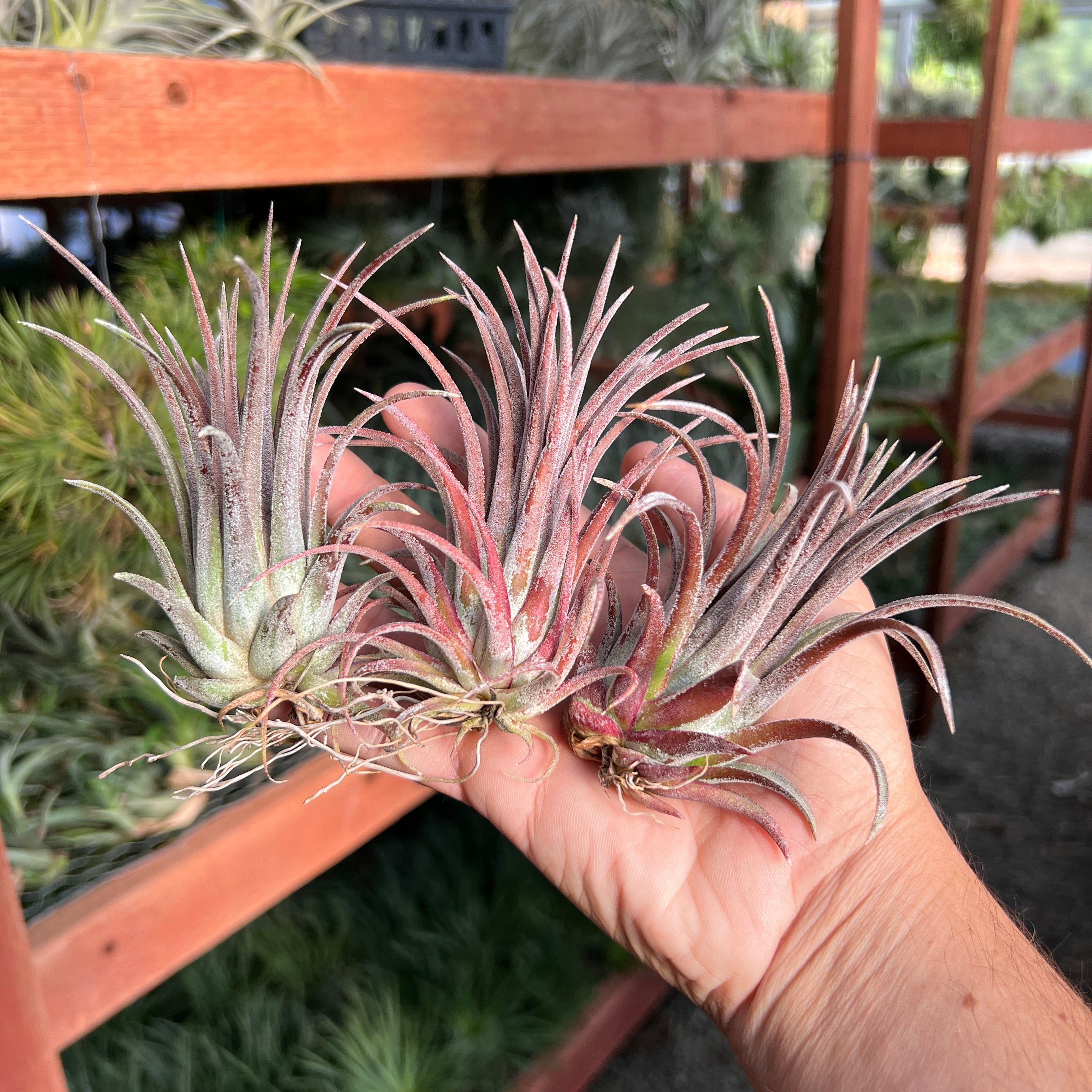 Ionantha Purple Heart