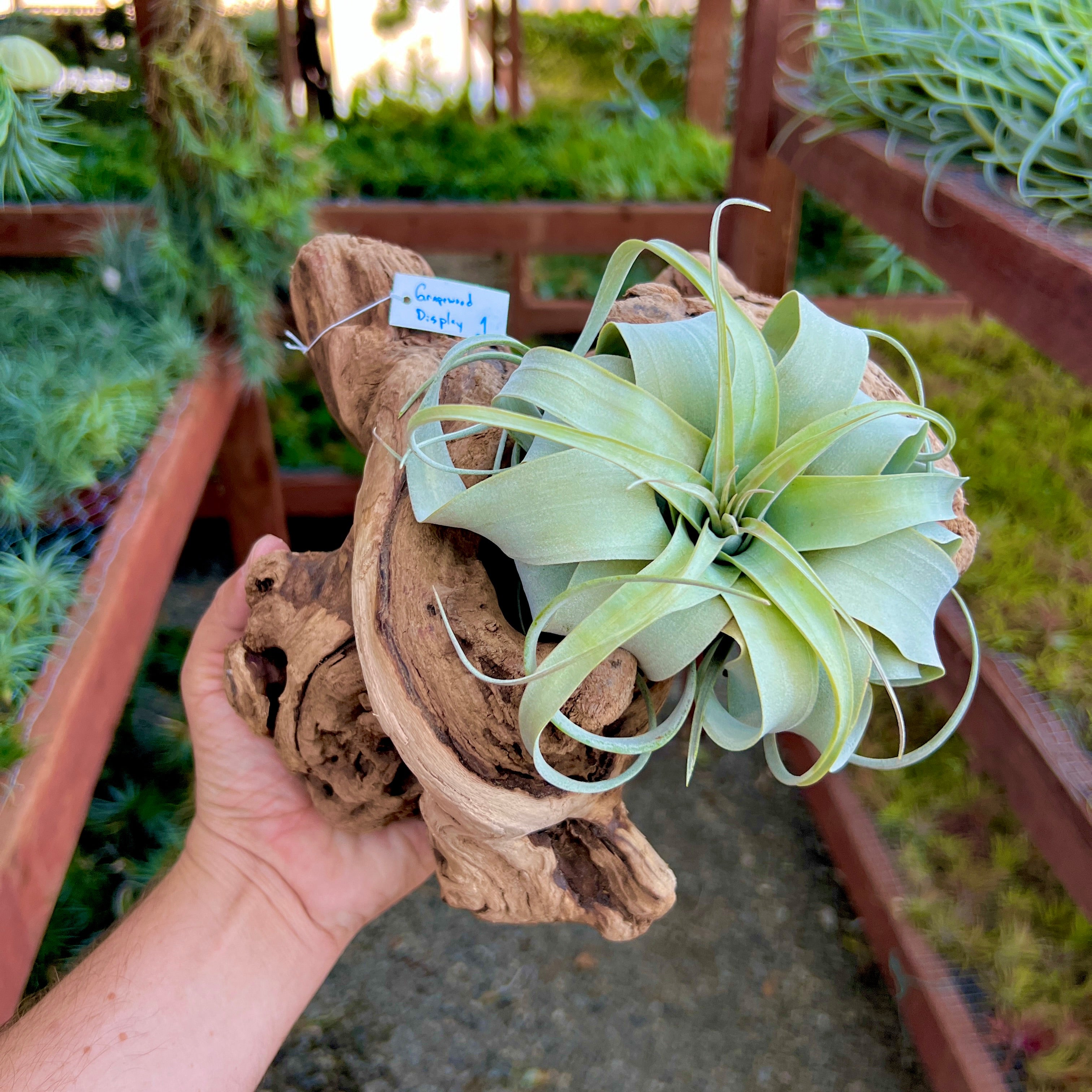 Grapewood Log Air Plant Display <br> (10 Options To Choose From!)