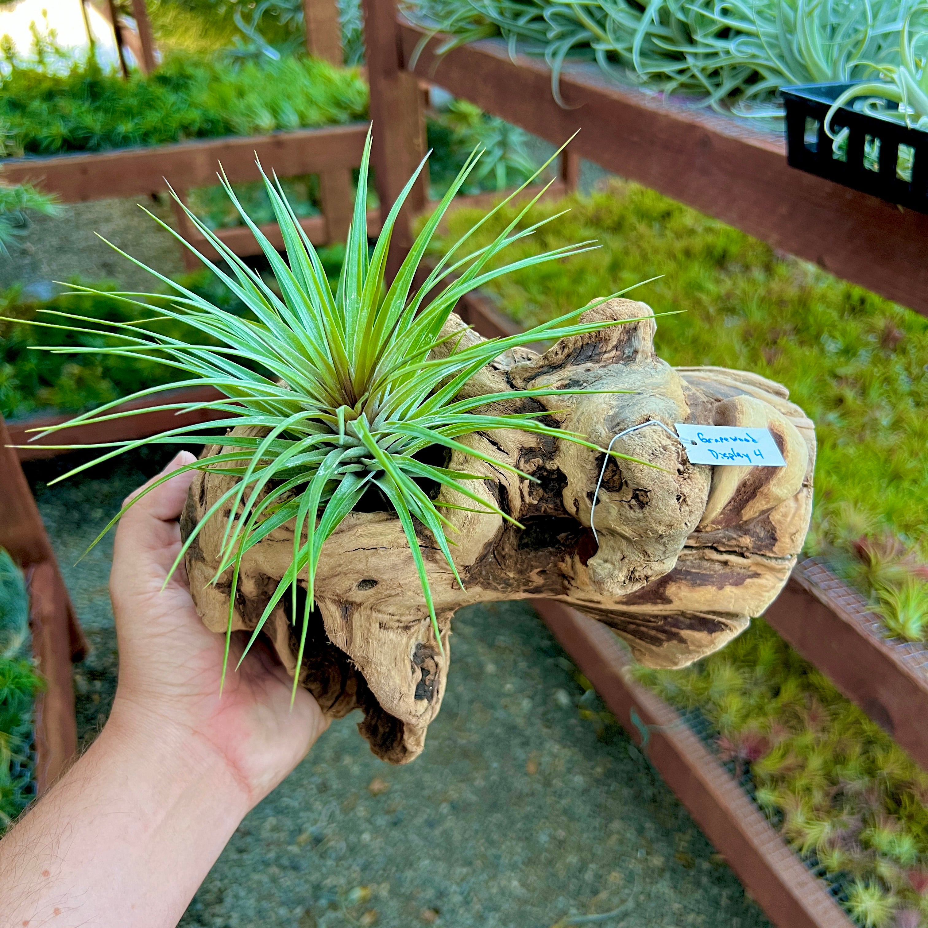 Grapewood Log Air Plant Display <br> (10 Options To Choose From!)