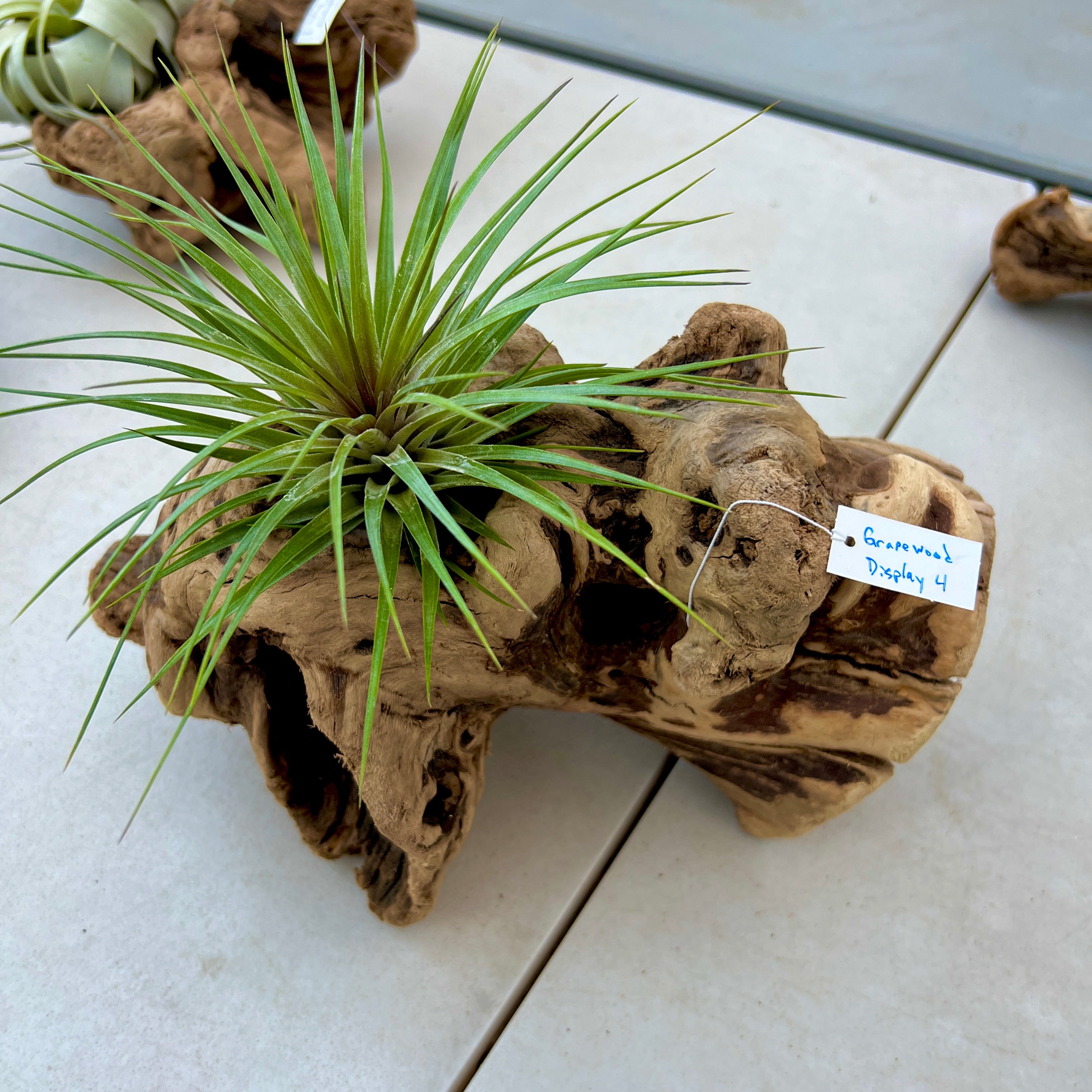 Grapewood Log Air Plant Display <br> (10 Options To Choose From!)