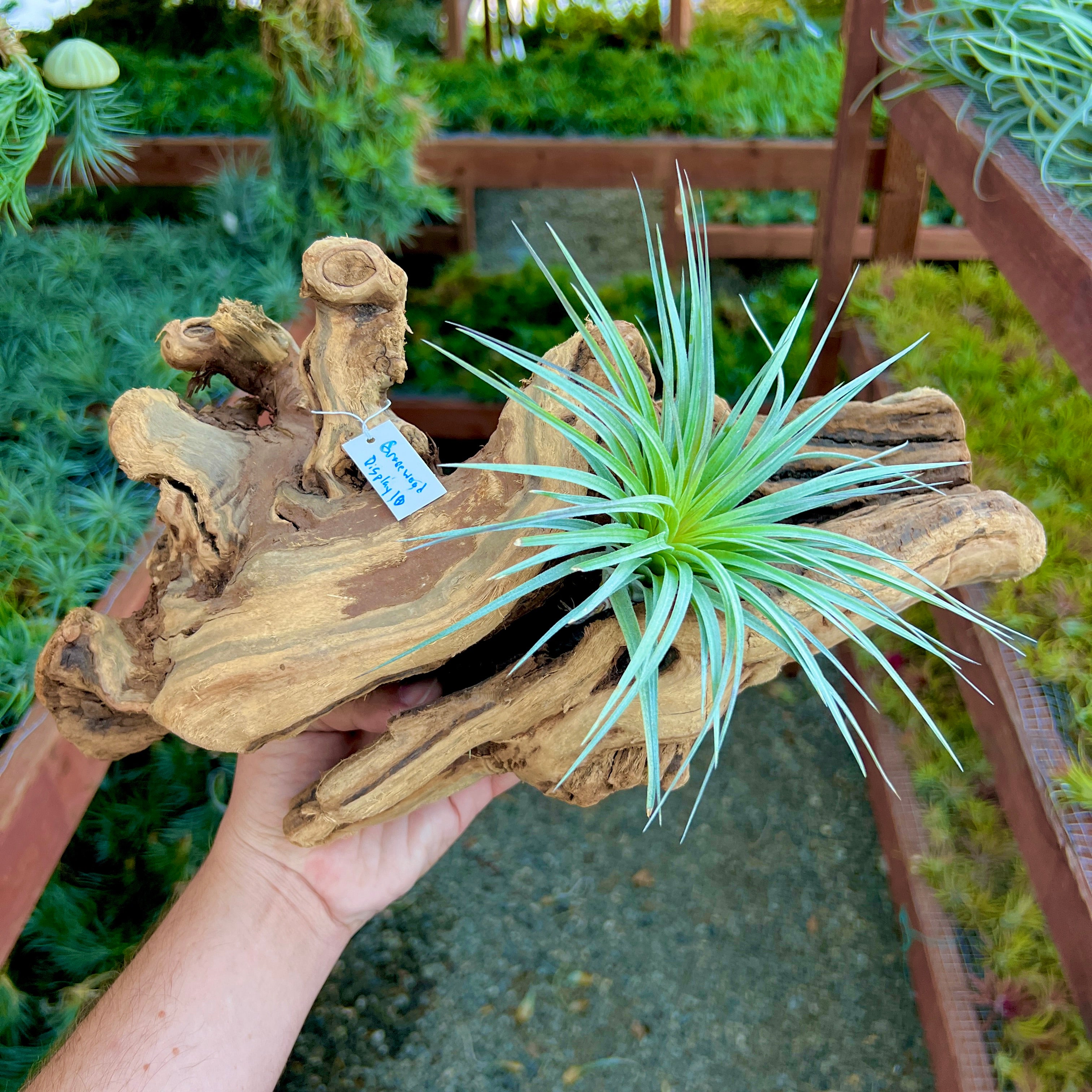 Grapewood Log Air Plant Display <br> (10 Options To Choose From!)