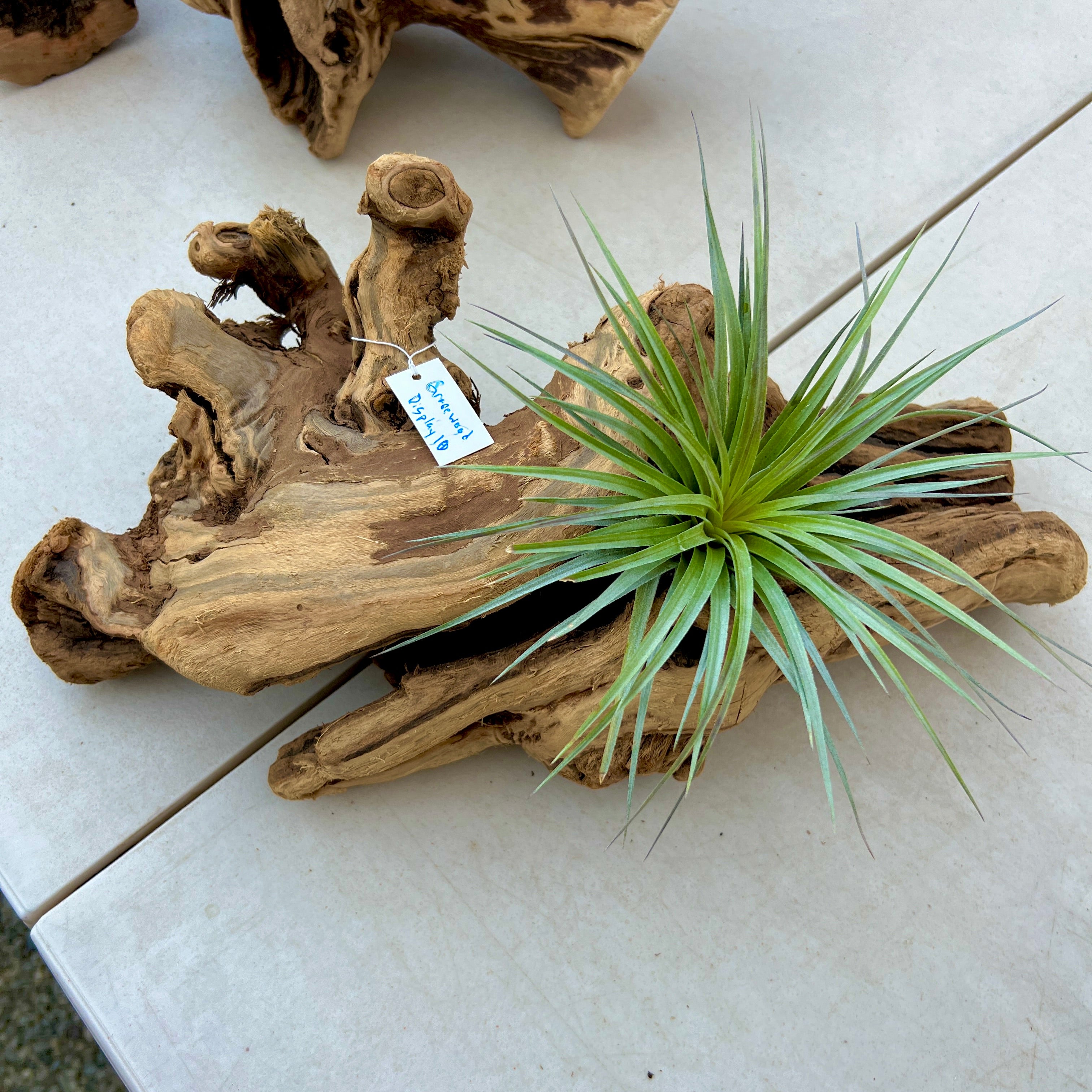 Grapewood Log Air Plant Display <br> (10 Options To Choose From!)