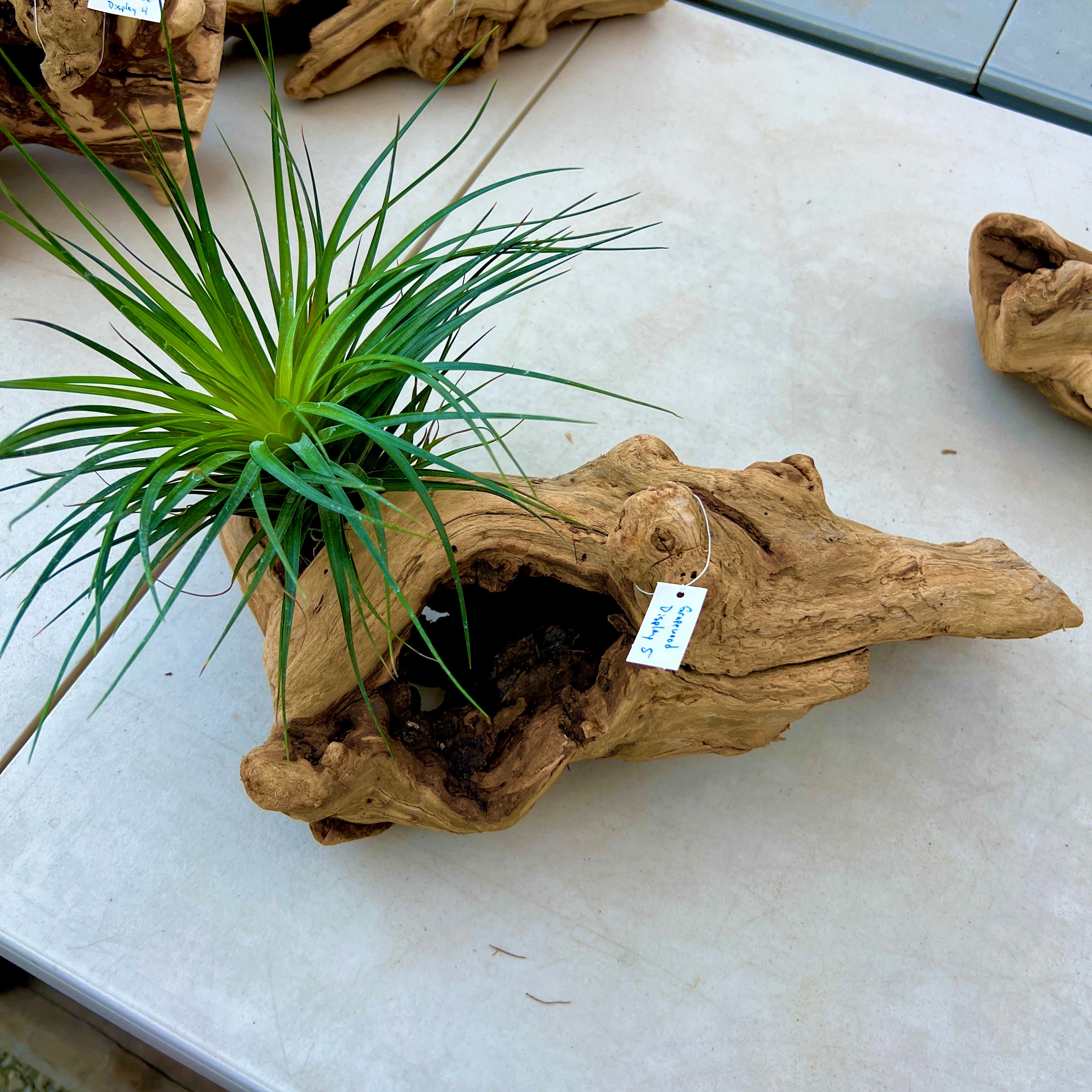 Grapewood Log Air Plant Display <br> (10 Options To Choose From!)