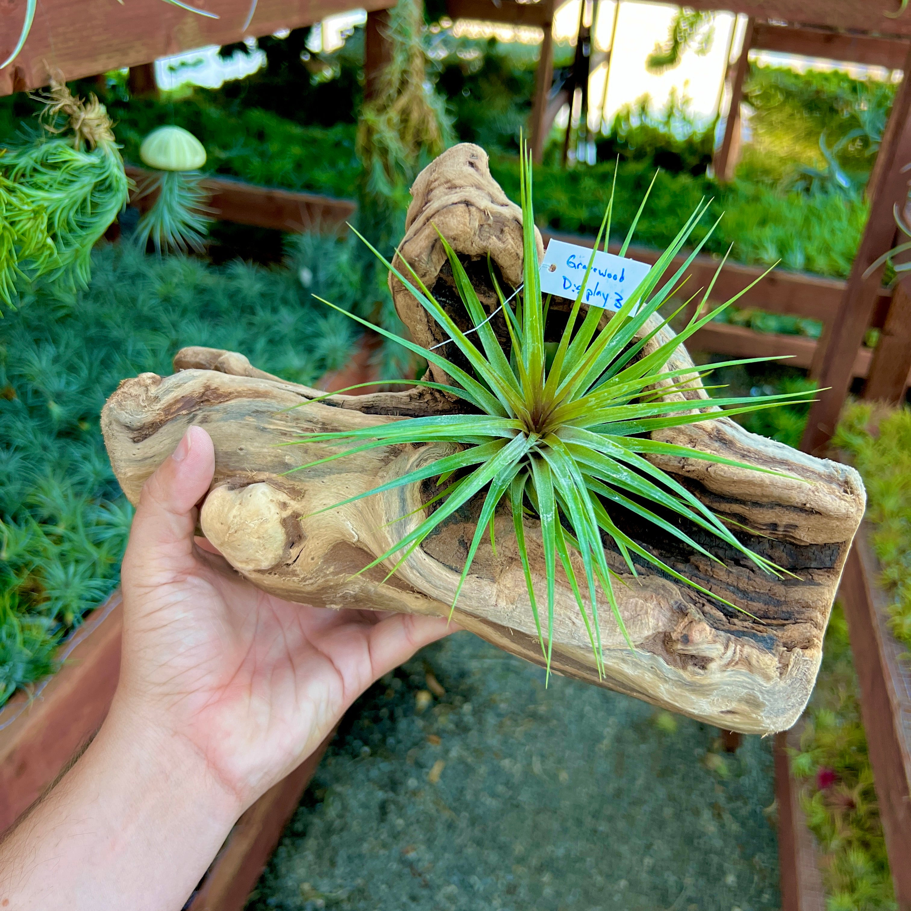 Grapewood Log Air Plant Display <br> (10 Options To Choose From!)