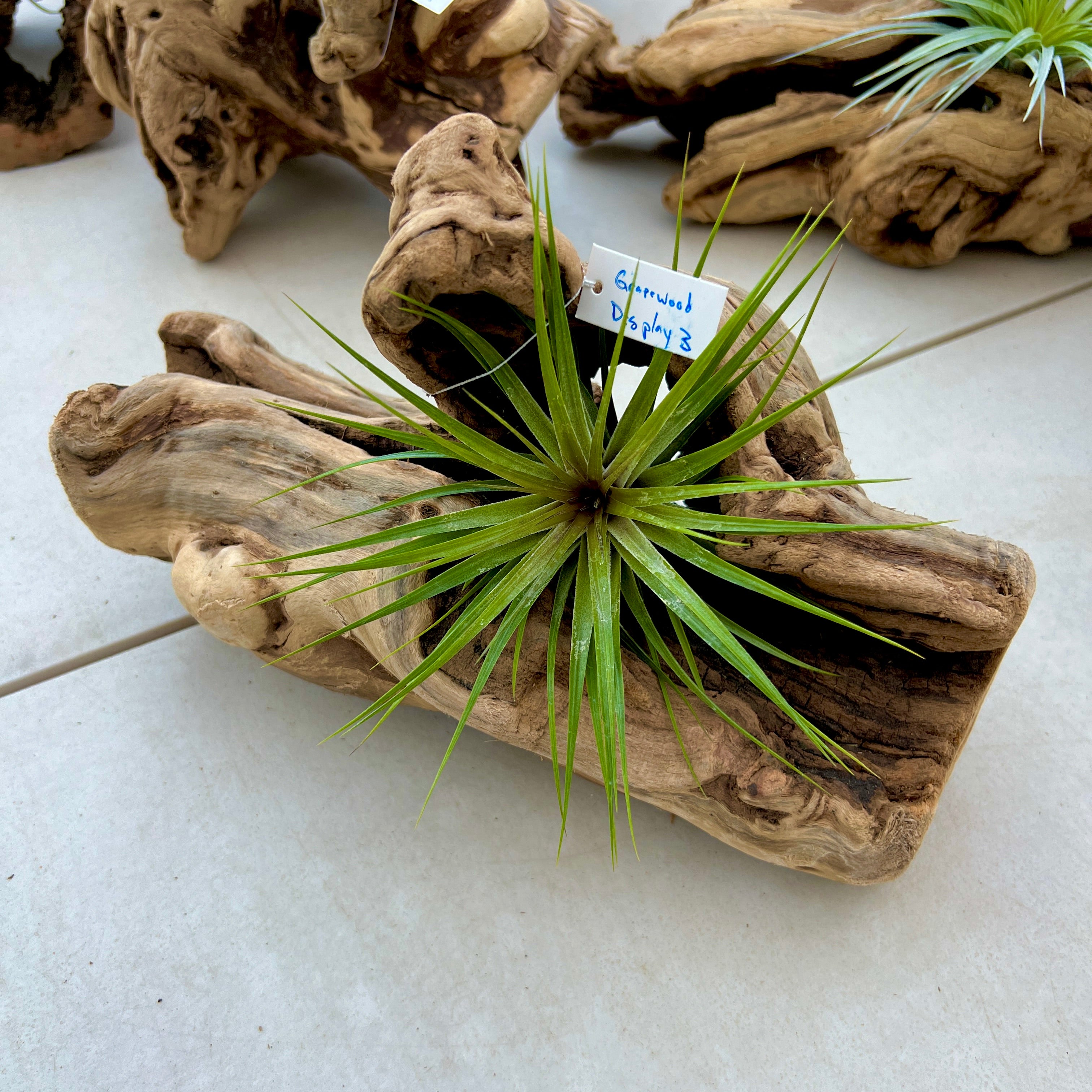 Grapewood Log Air Plant Display <br> (10 Options To Choose From!)