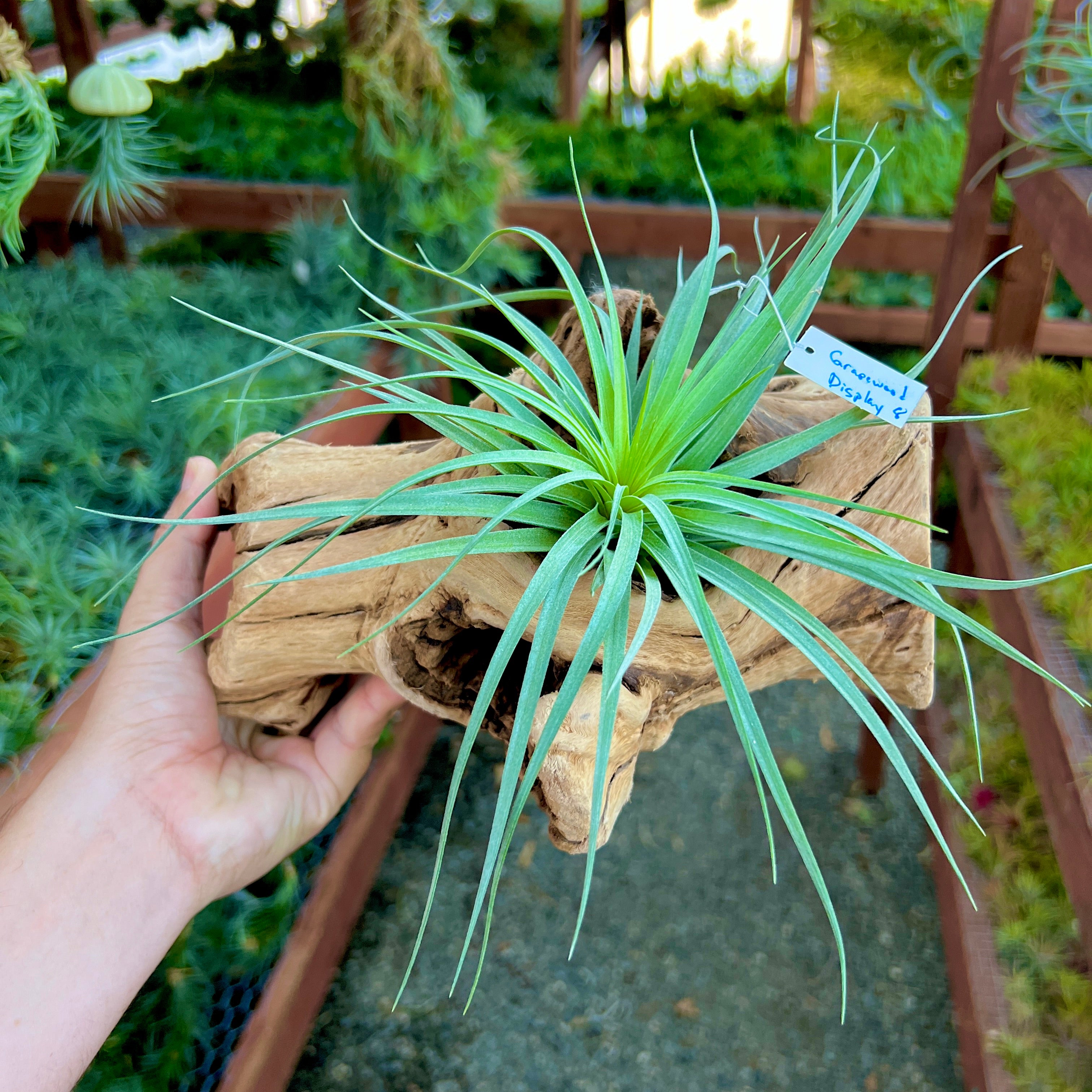 Grapewood Log Air Plant Display <br> (10 Options To Choose From!)